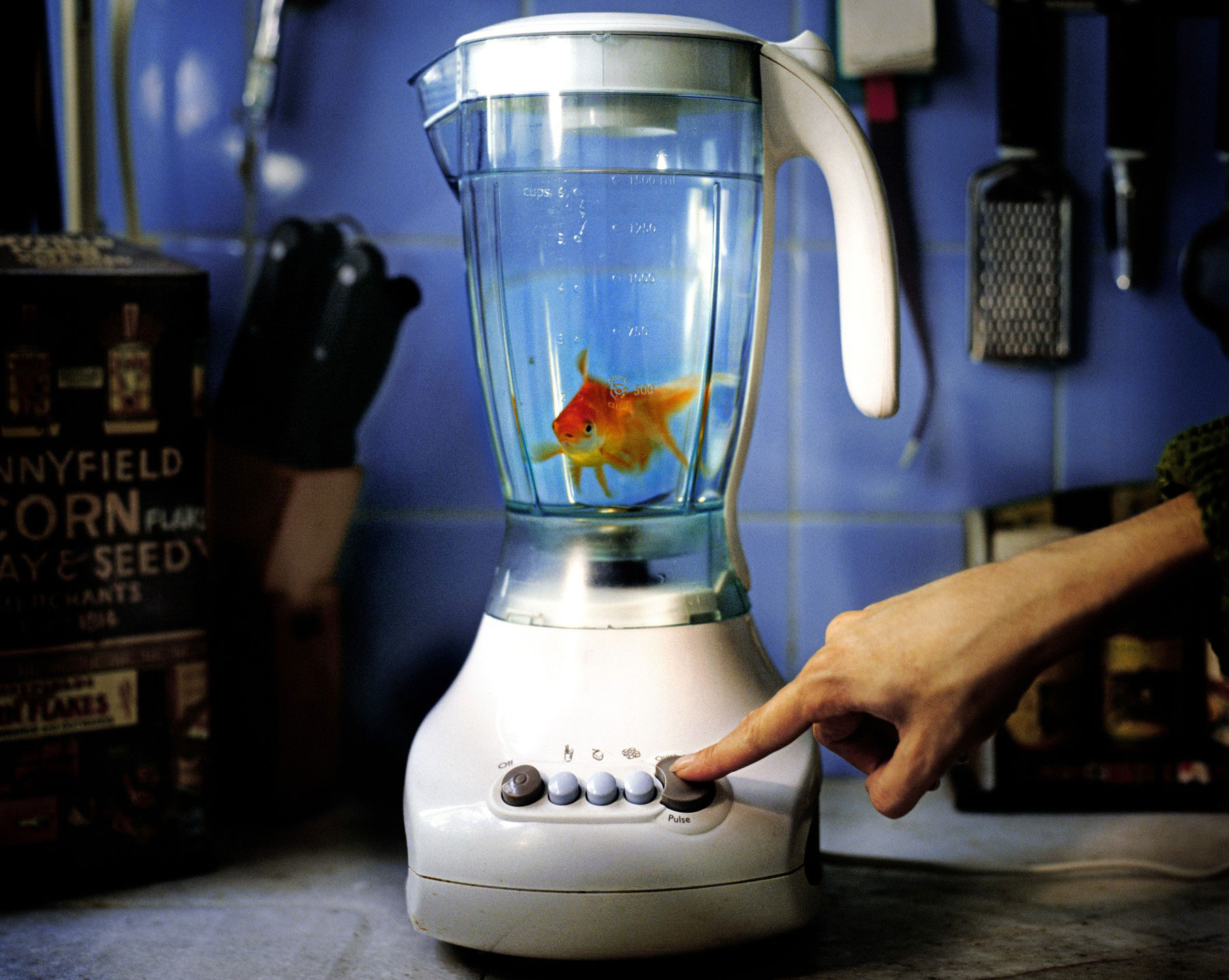 zlata ribica, mešalnik