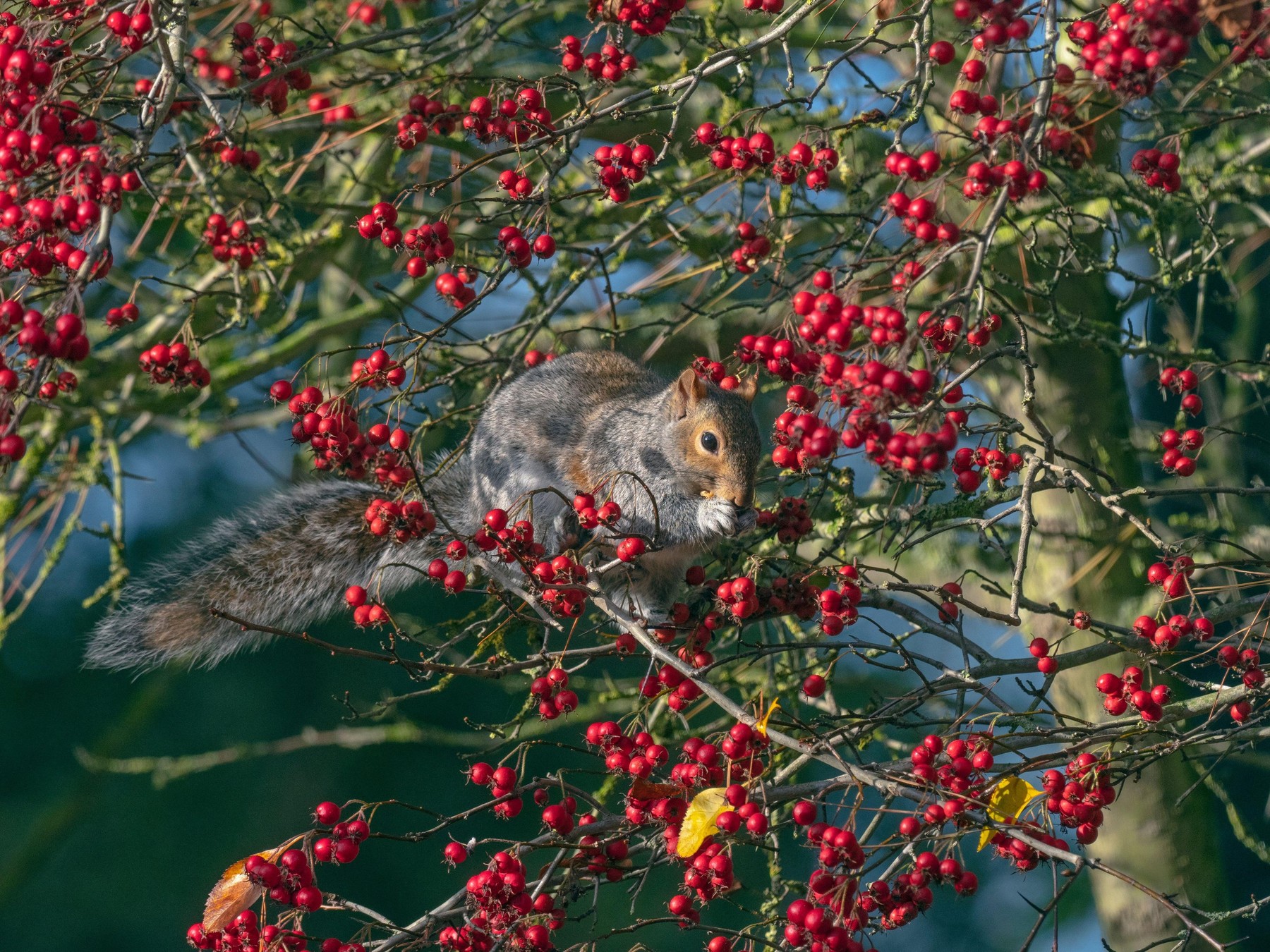 Grey Squirrel Sciurus carolinensis in autumn eating hawthorn berries
