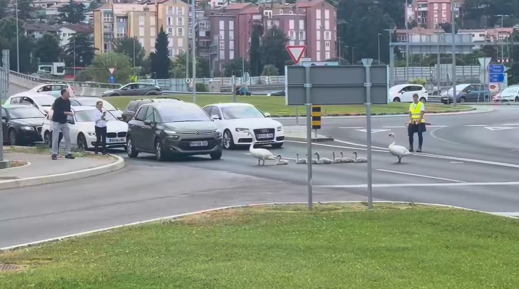 labodja družina, labodi, koper