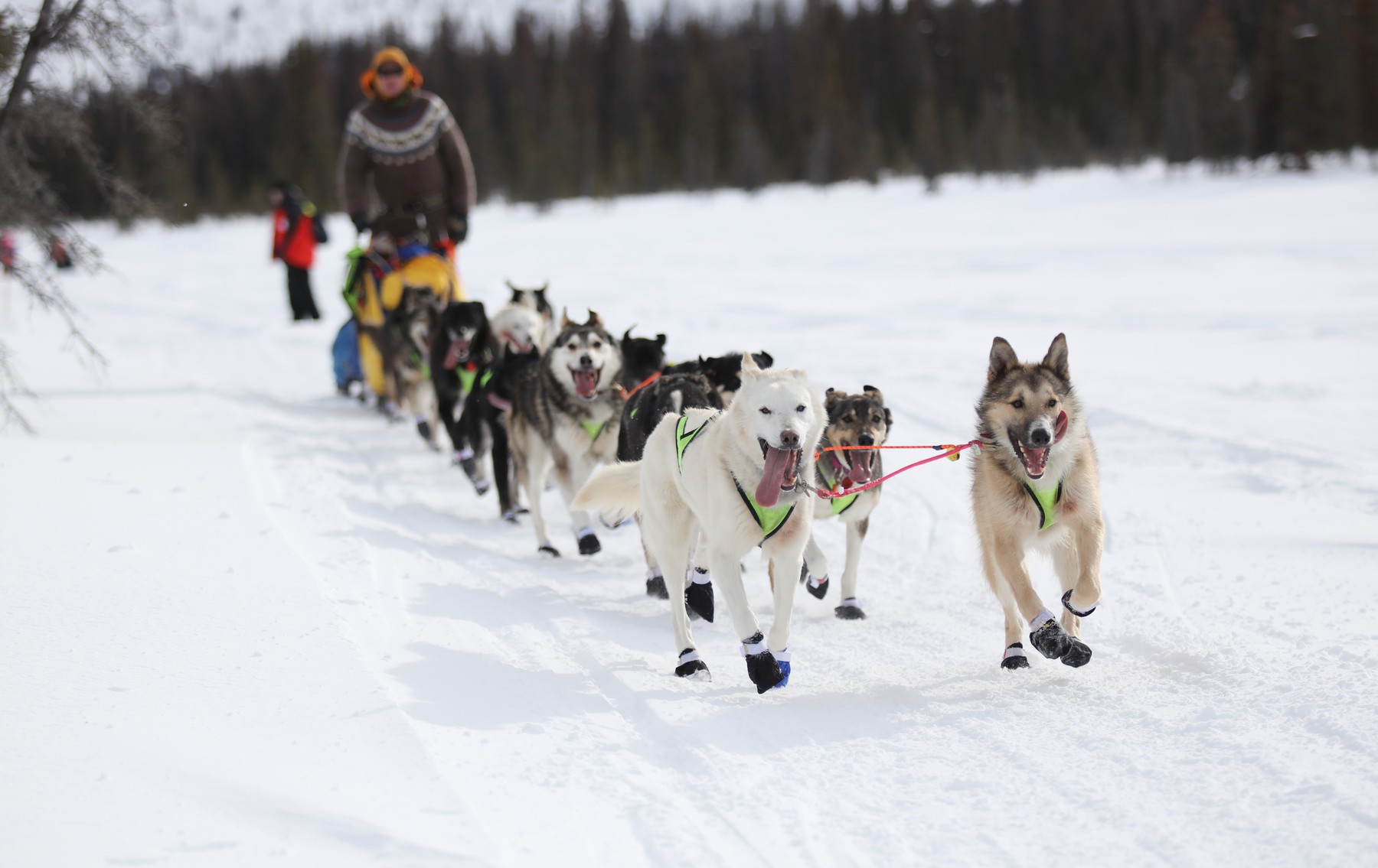 haskiji, aljaska, tekmovanje