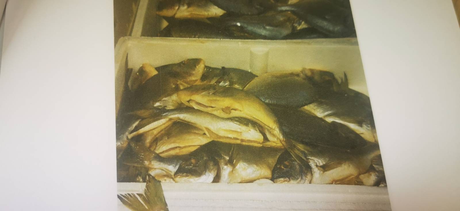 Delavska svetovalnica