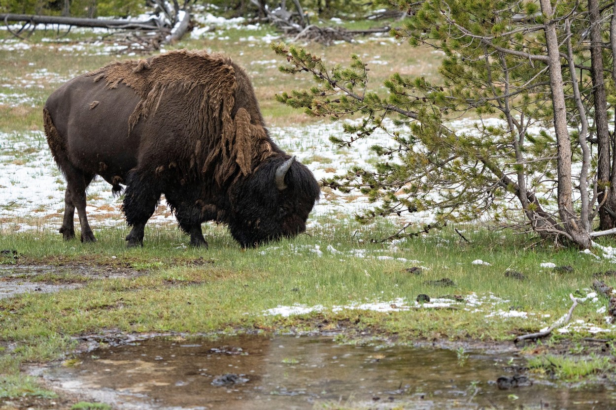 Narodni park Yellowstone