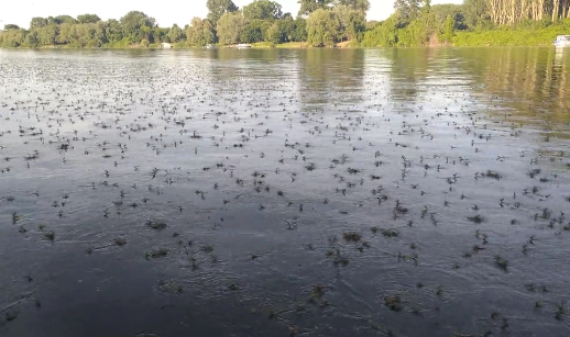 žuželke, enodnevnice, Srbija