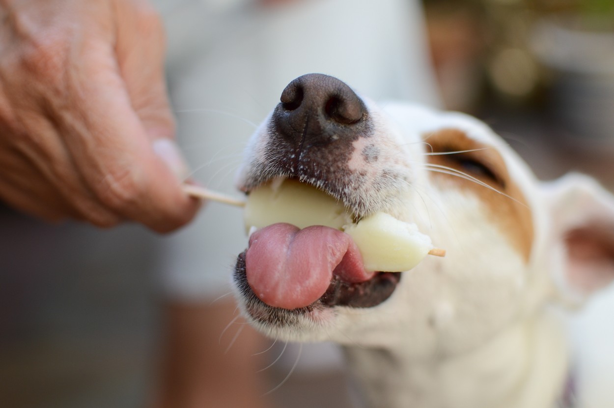 pes, vročina, poletje, sladoled