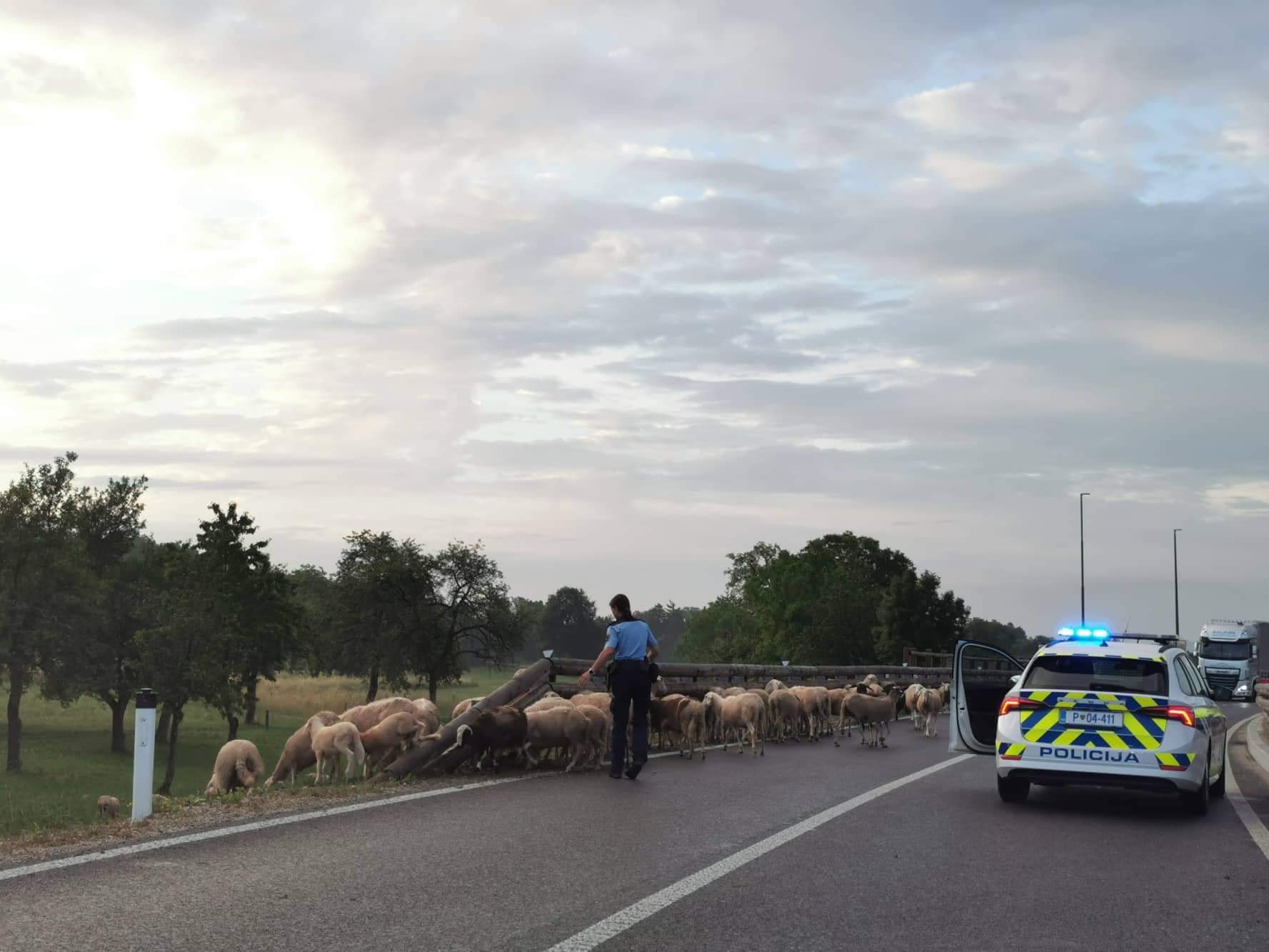 policija, ovce