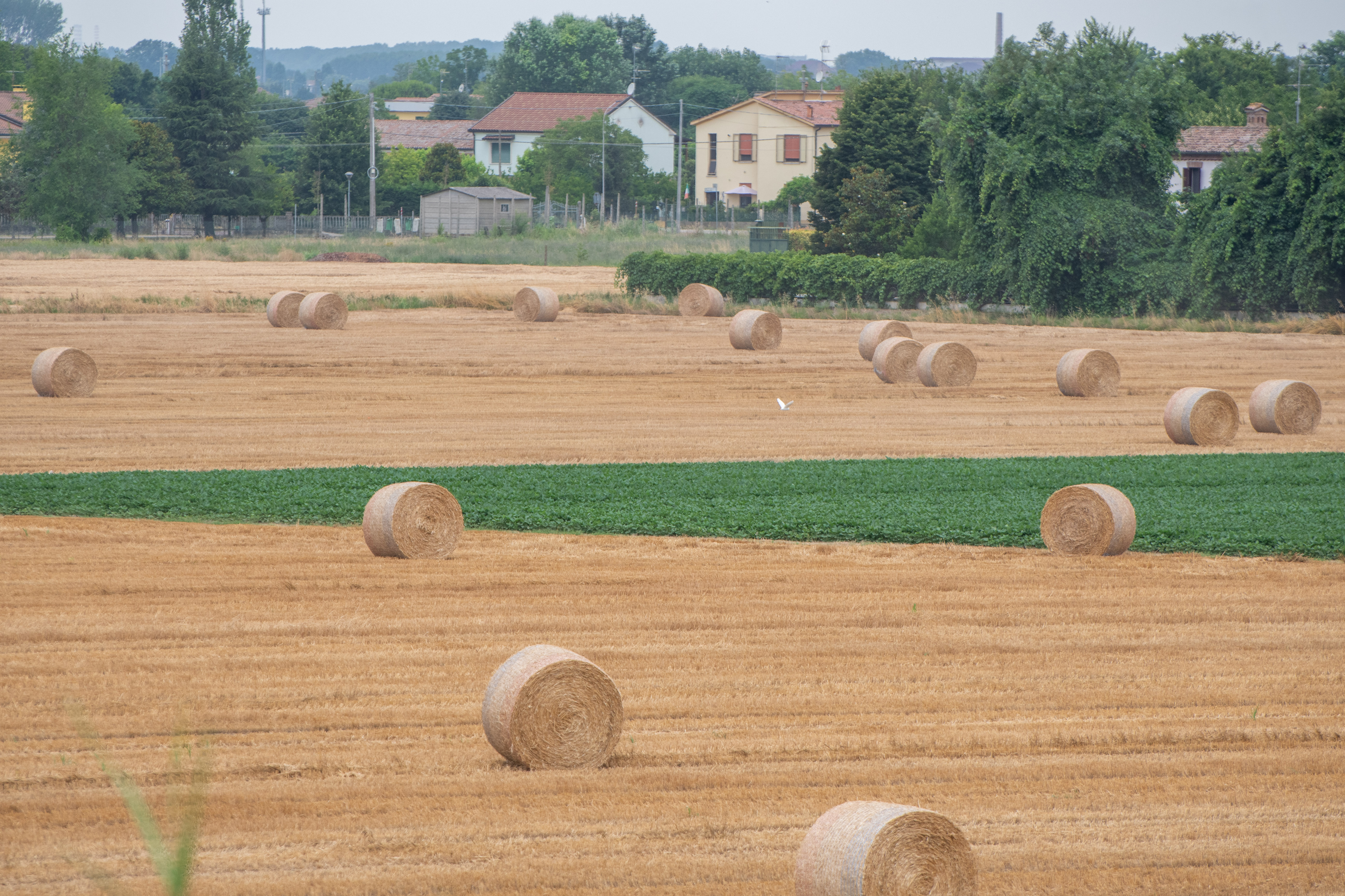 Polja v padski nižini, kmetijstvo