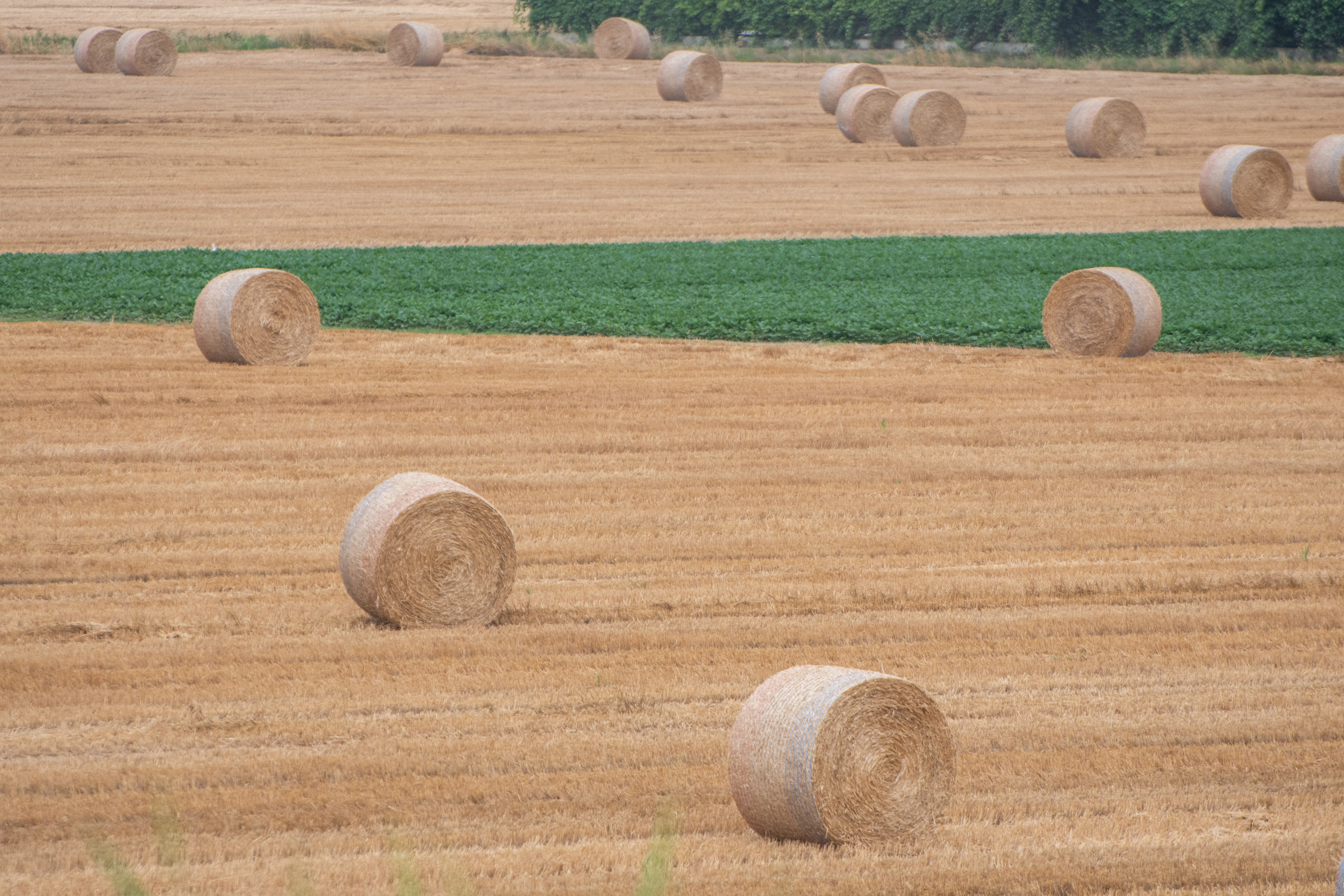 Polja v padski nižini, kmetijstvo
