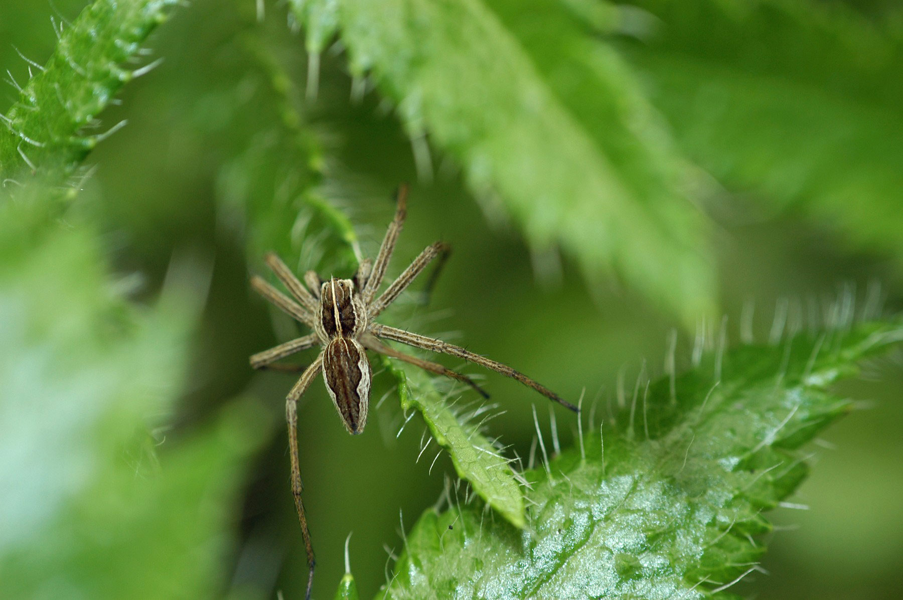 pajek, zelenje, narava