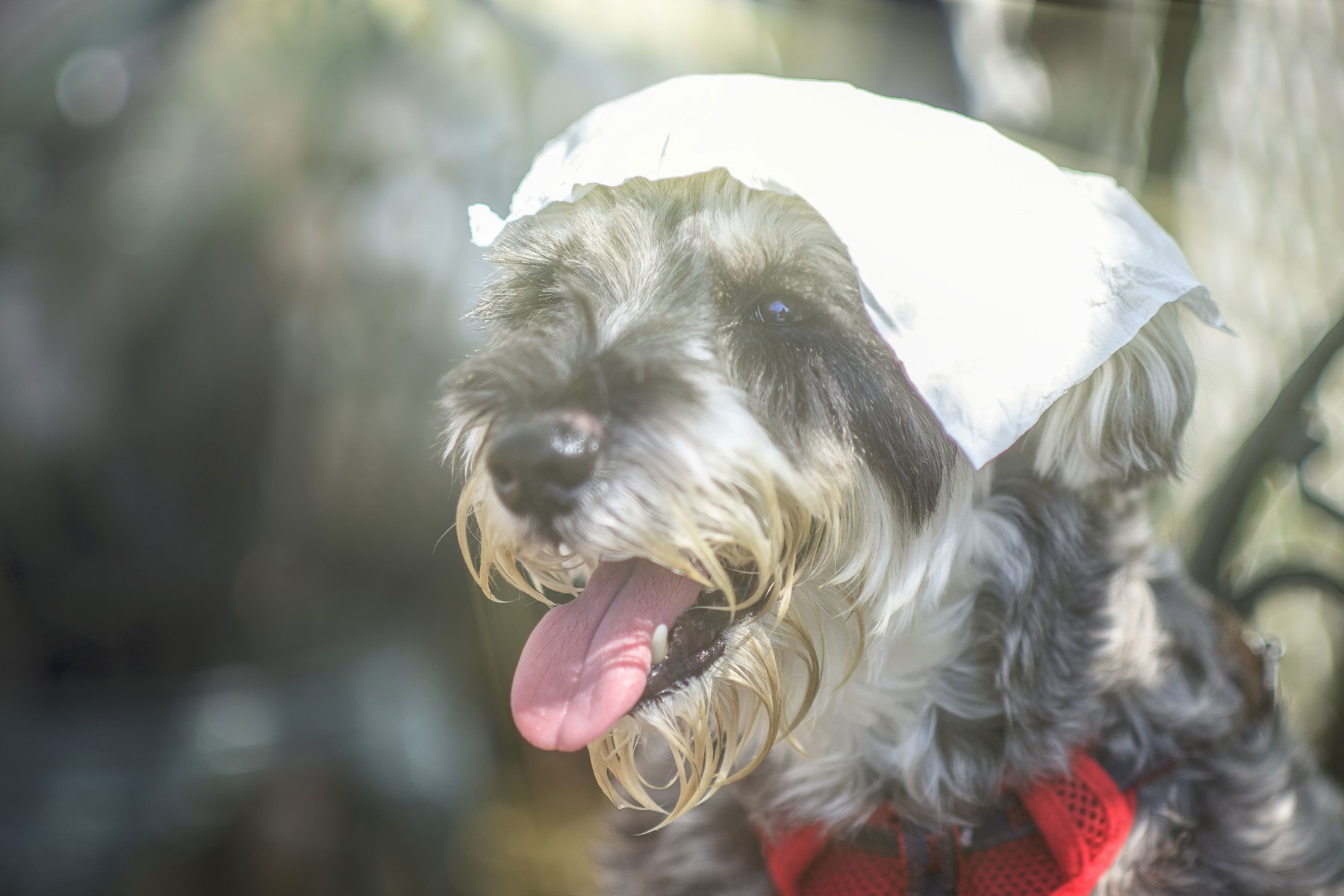 pes, vrocinski val, poletna vrocina, toplotni udar