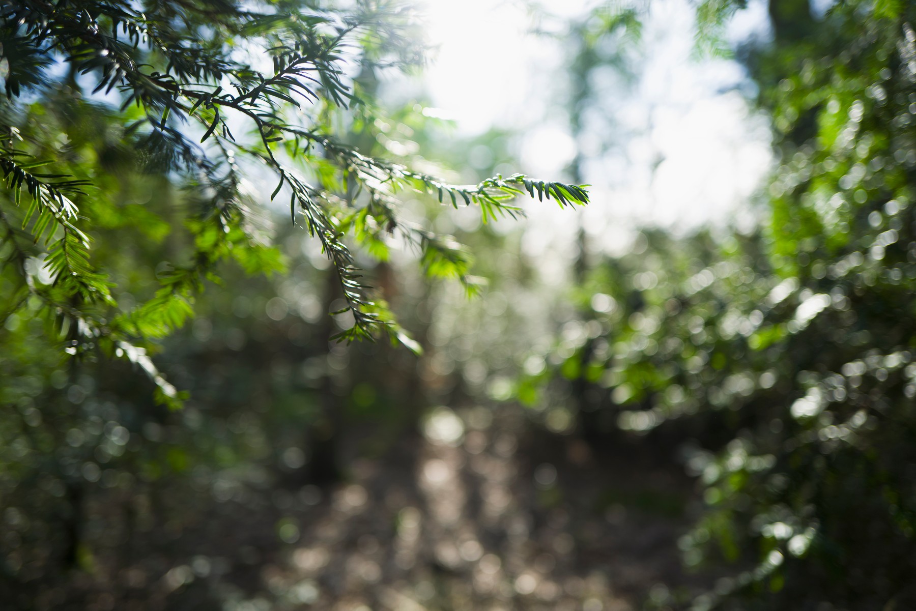 Sonce, poletje, gozd