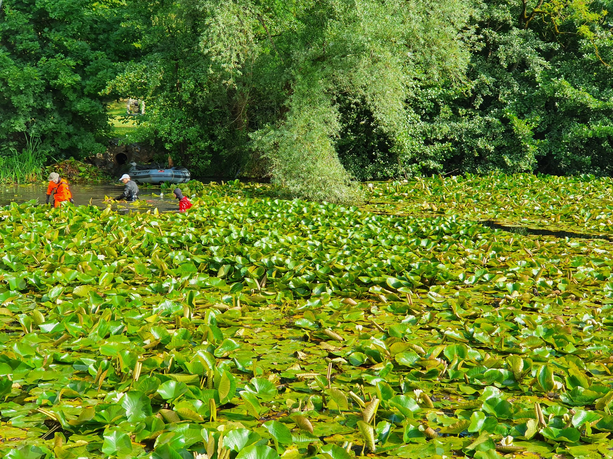 Čiščenje ribnika tovoli
