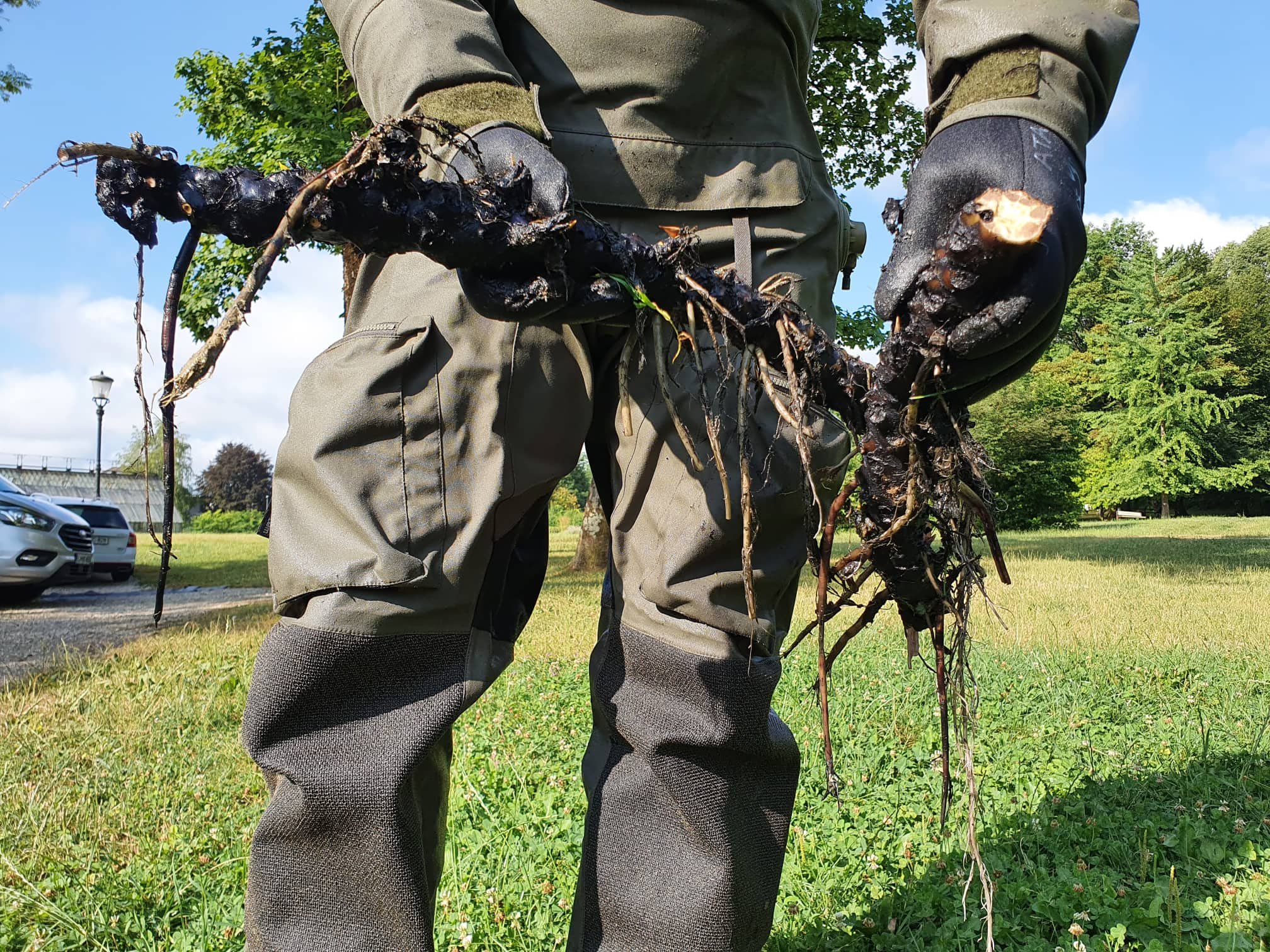 Čiščenje ribnika tovoli