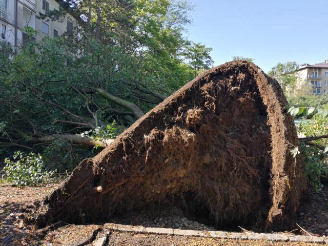 N1 (Podrti drevesi na Šarhovi ulici)