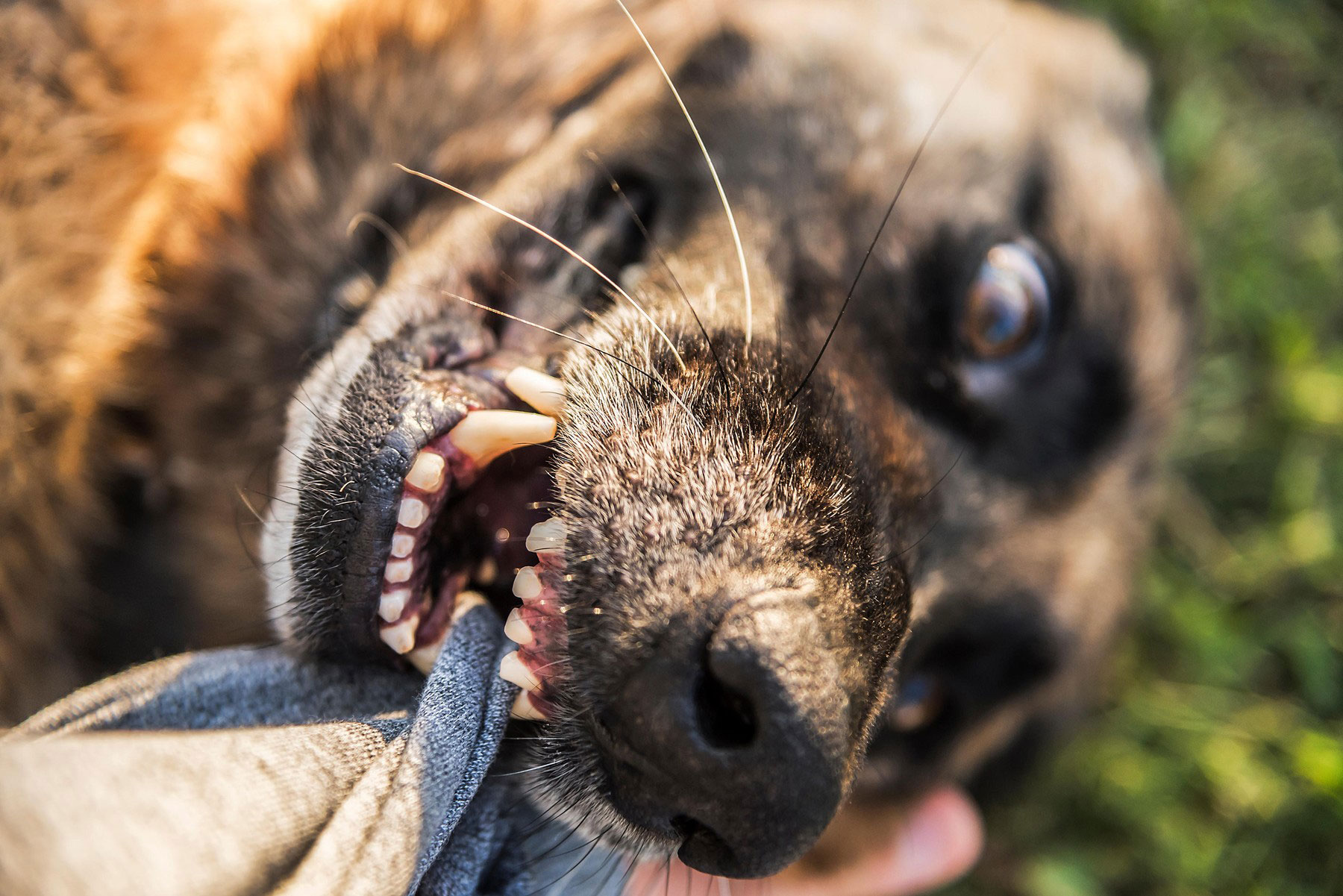 pes, pasji ugriz, vzgoja psa