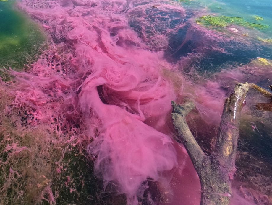 reka drava, vijolična alga