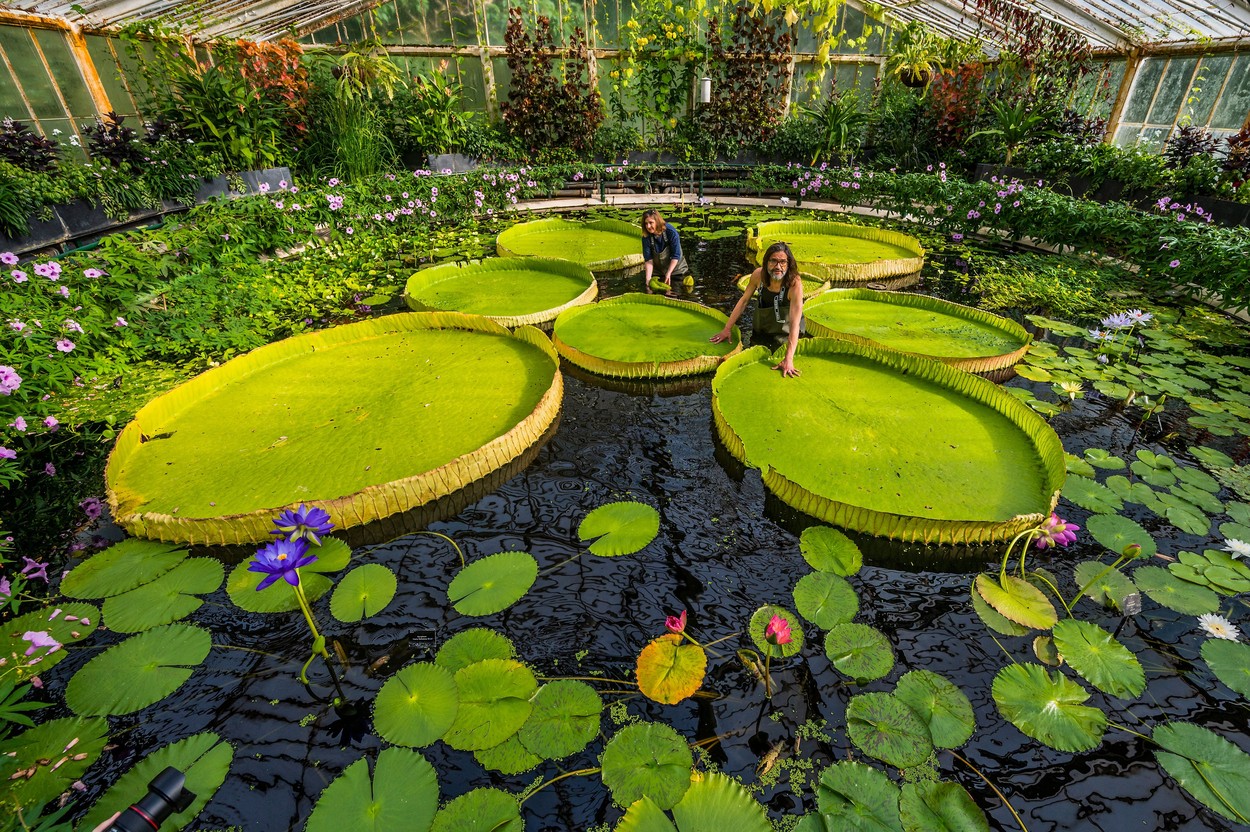 lokvanj, vodna lilija