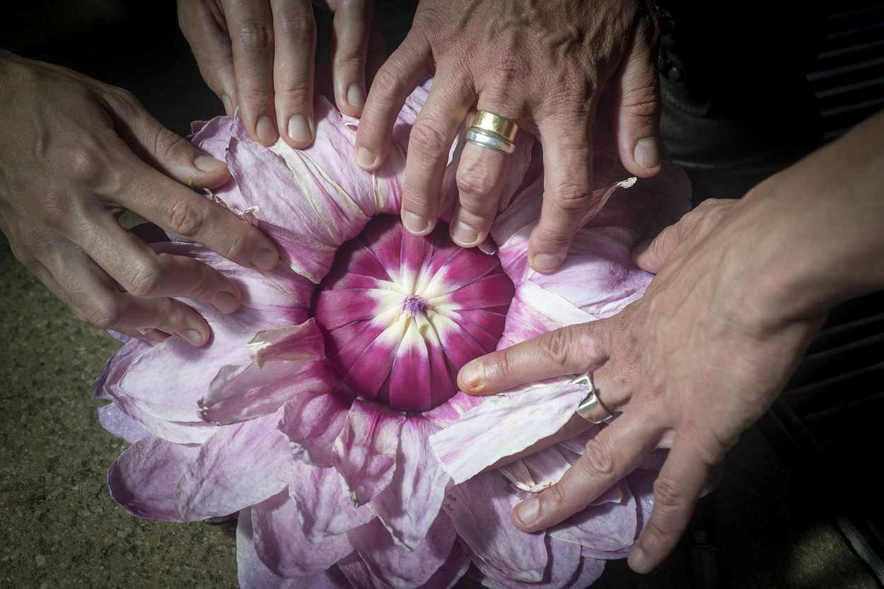 lokvanj, vodna lilija