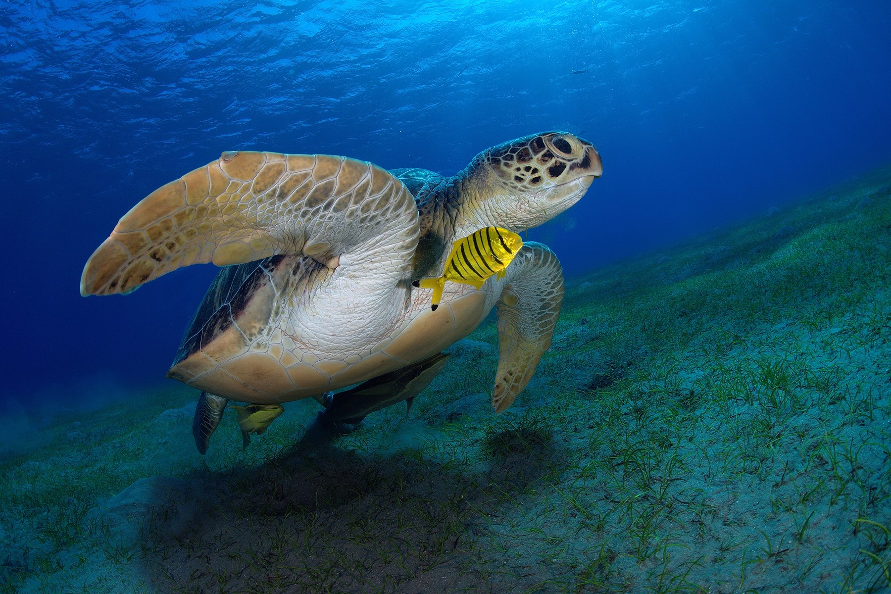 Zelene morske želve