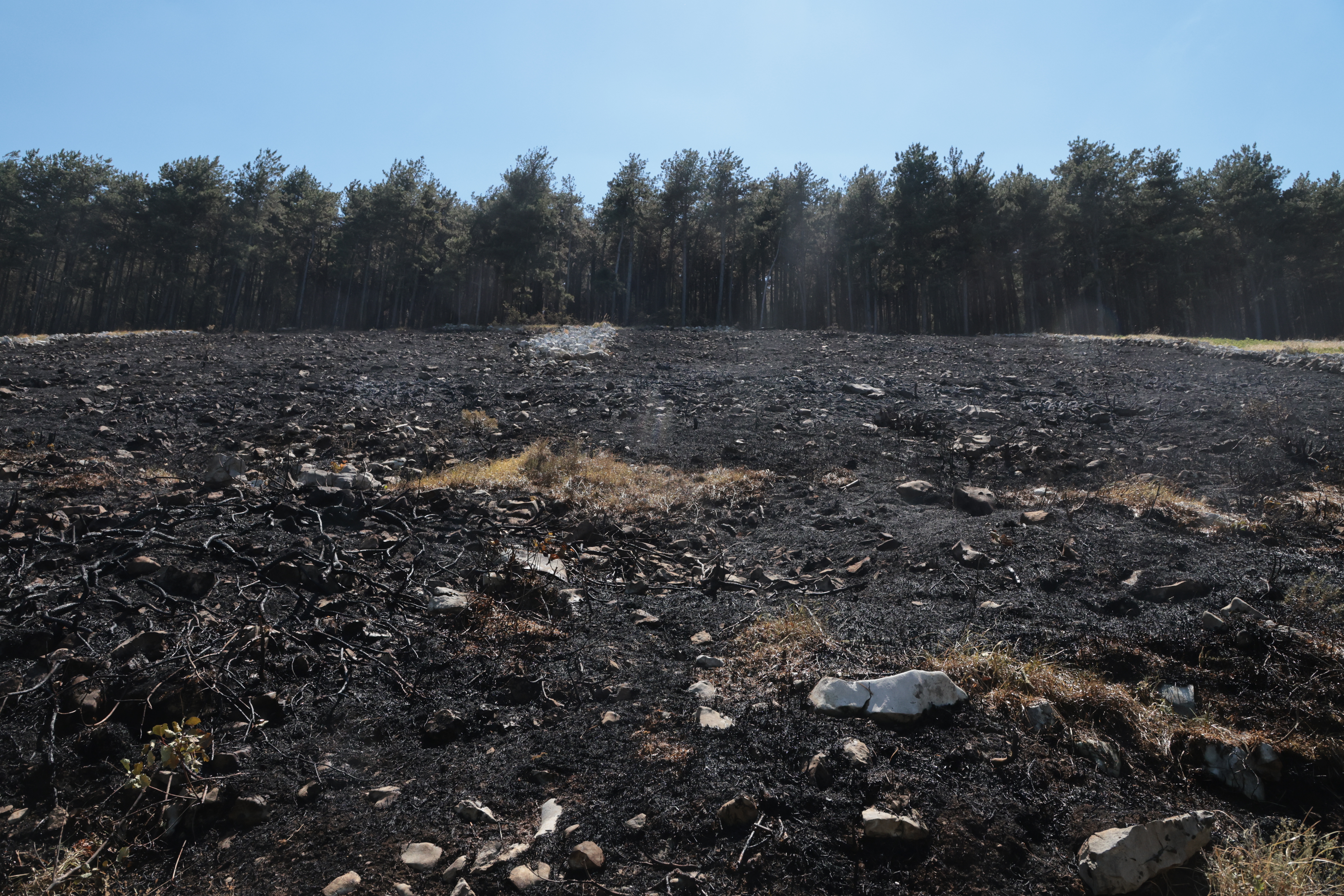 Borut Živulović/Bobo