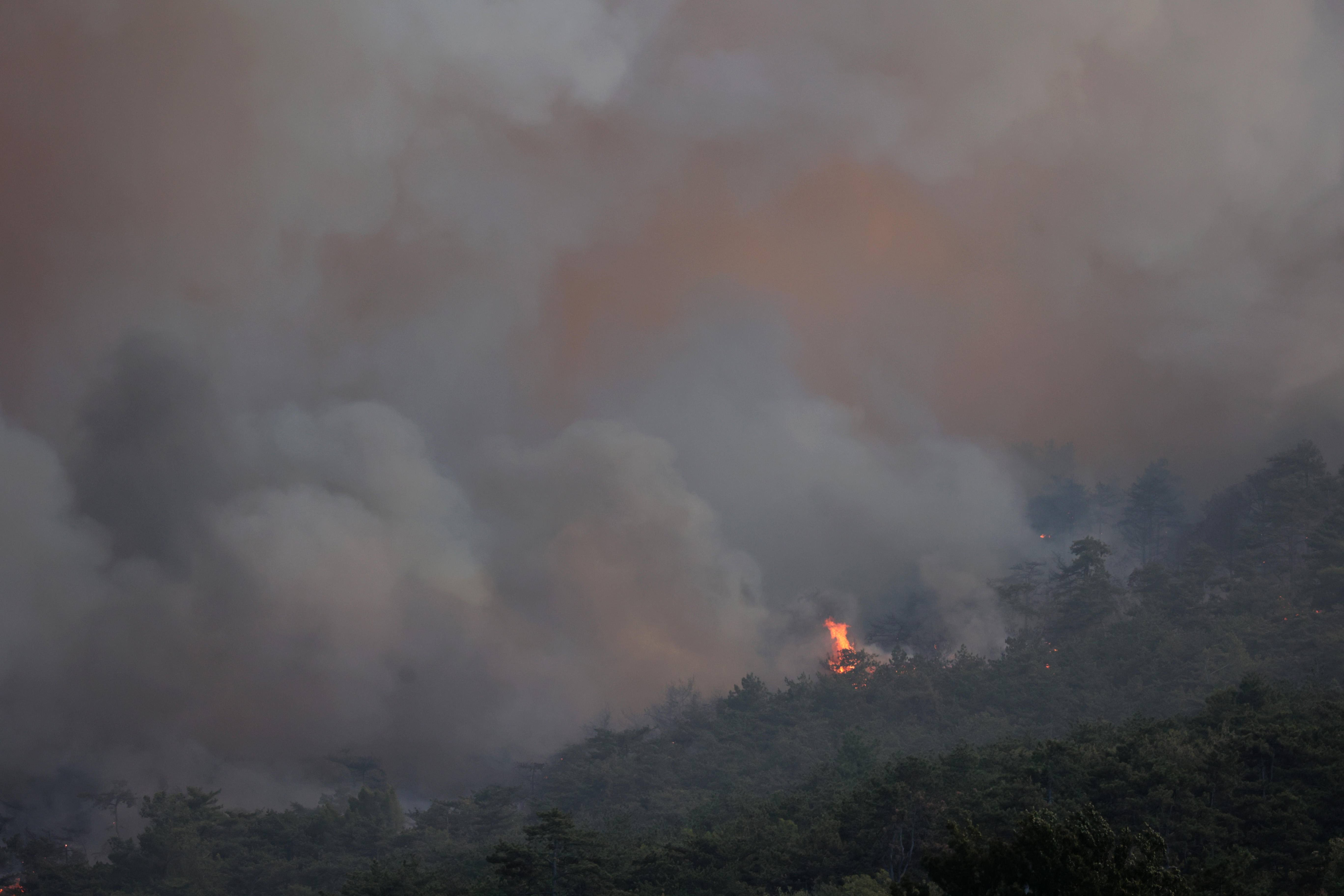 Borut Živulović/ BOBO