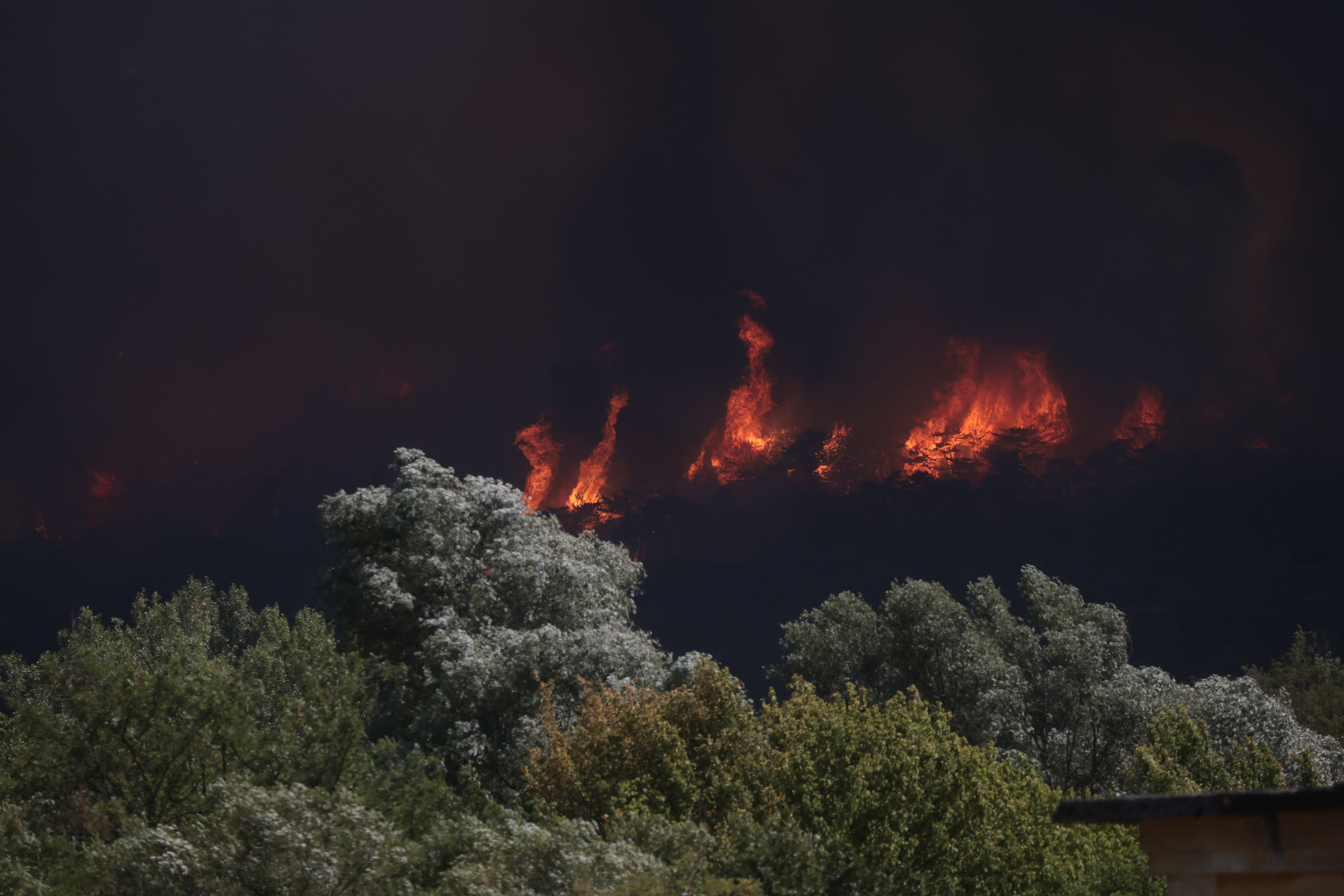 Borut Živulović/ BOBO