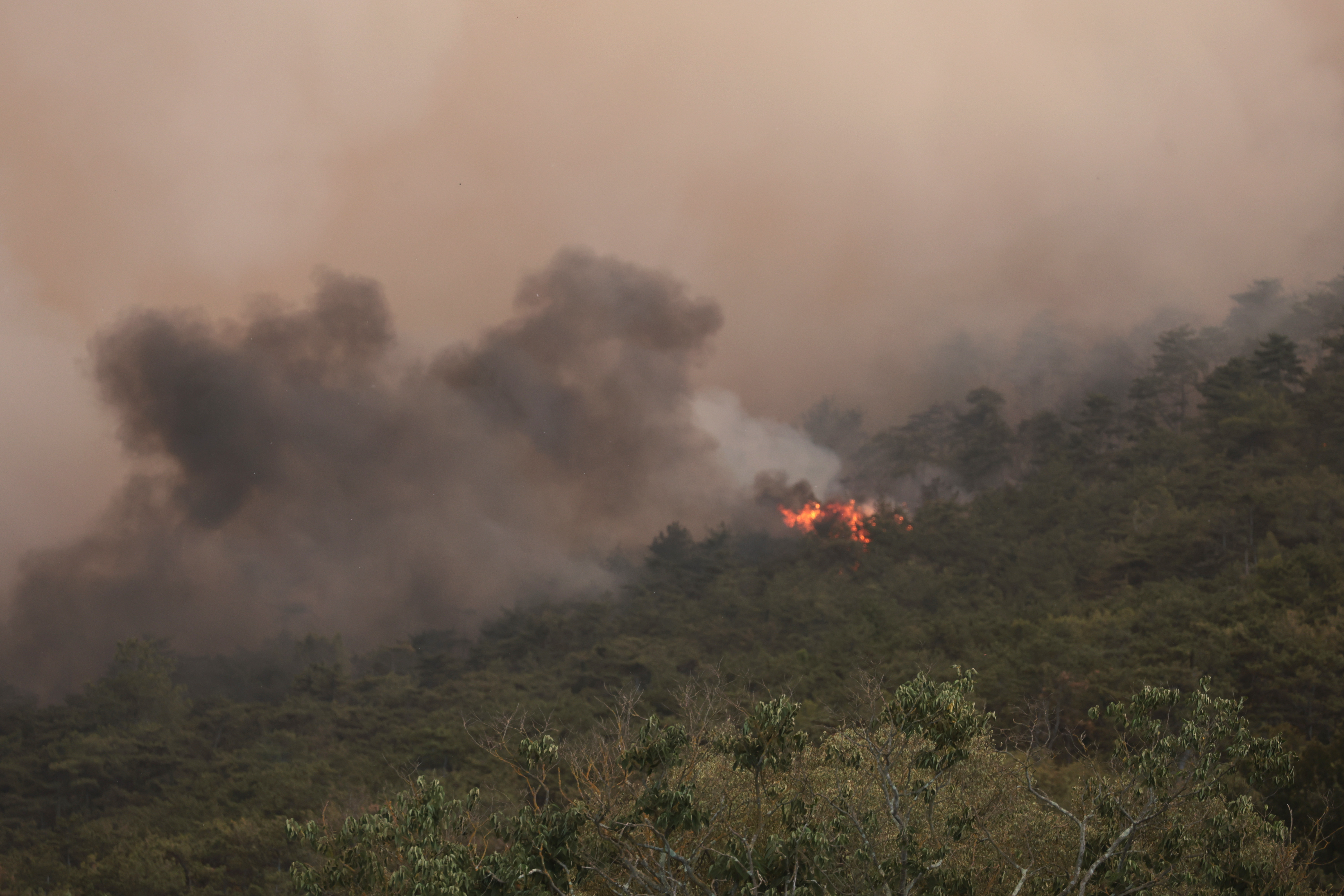 Borut Živulović/ BOBO