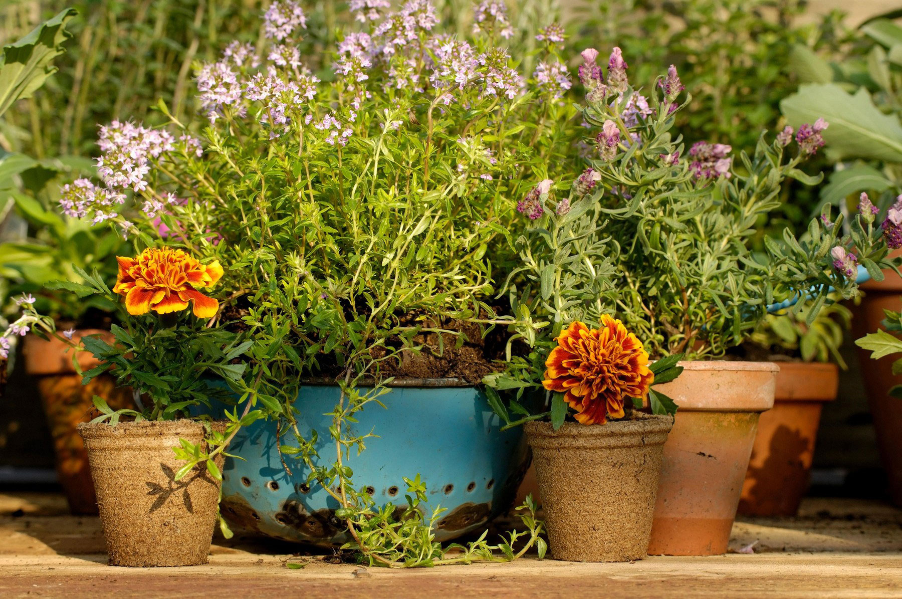 marigold, žametnica, timijan, balkonsko cvetje, zelišče