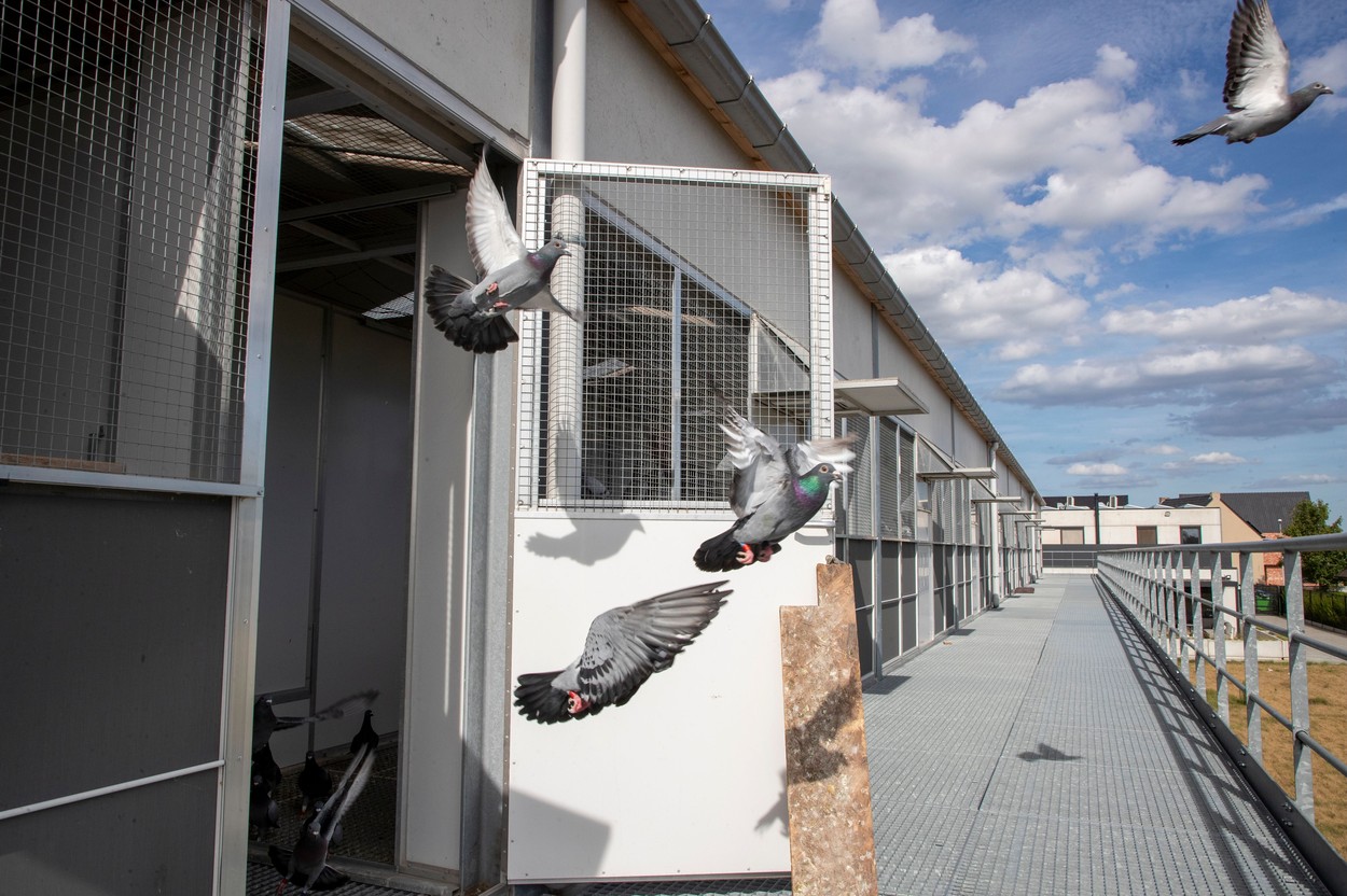 belgija, tekmovalni golobi