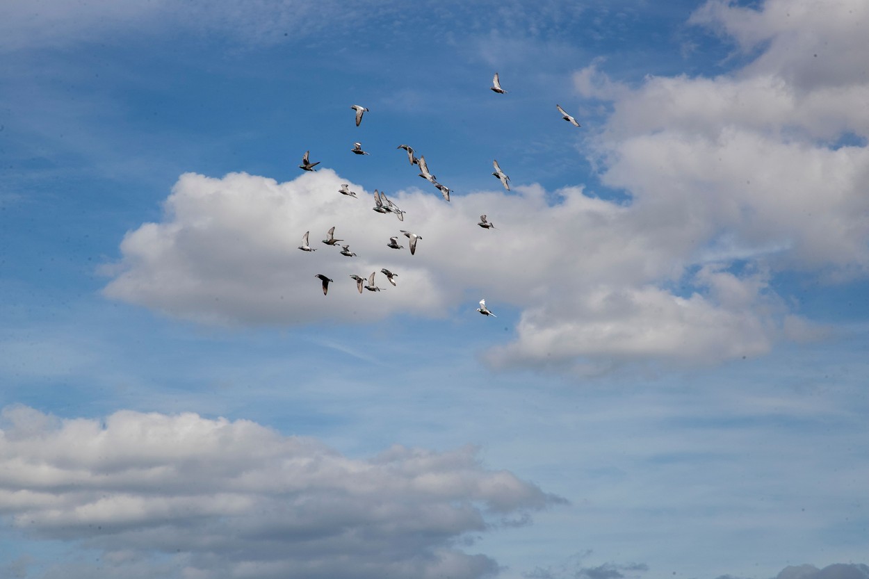 belgija, tekmovalni golobi