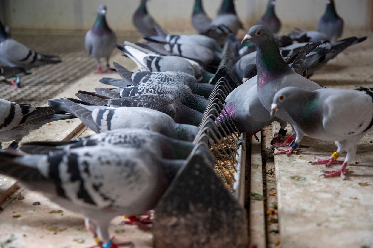 belgija, tekmovalni golobi