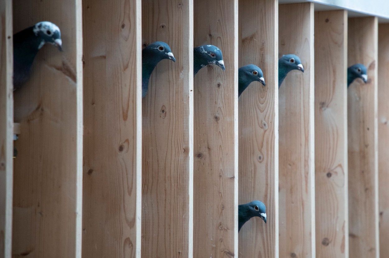 belgija, tekmovalni golobi