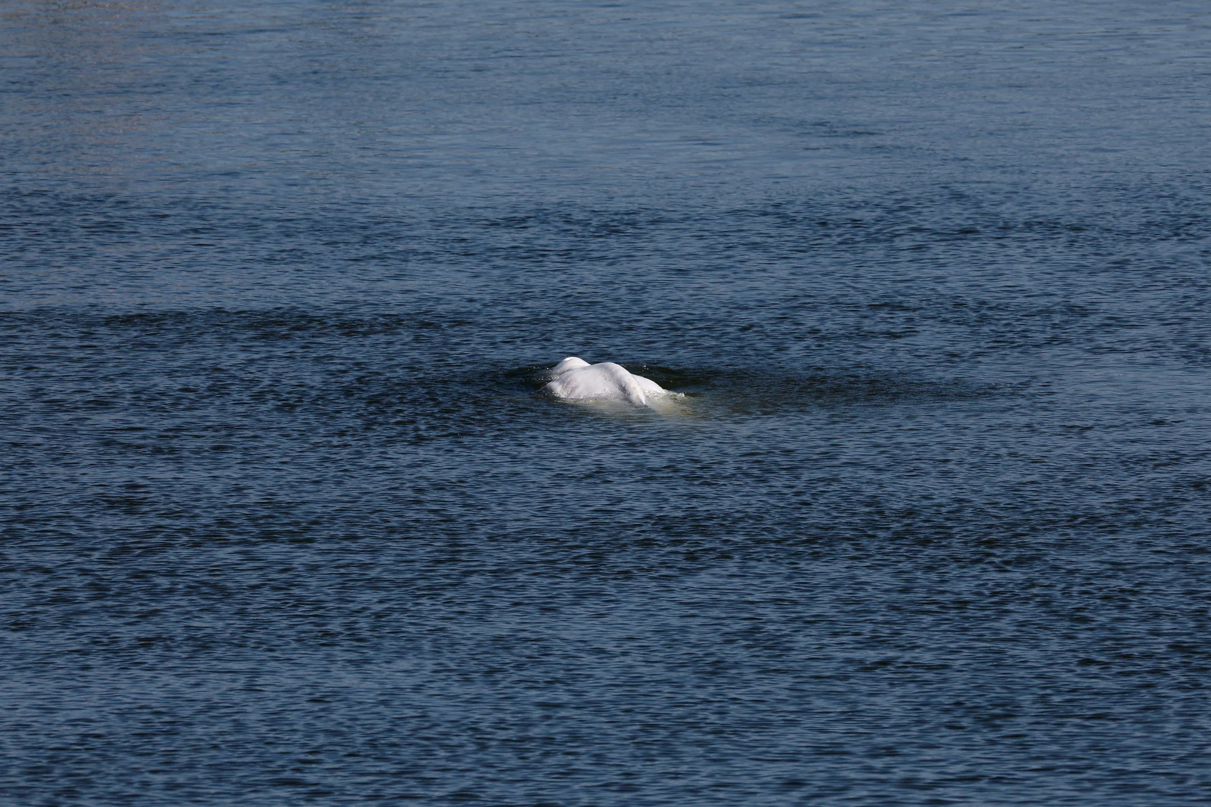beluga, reka sena