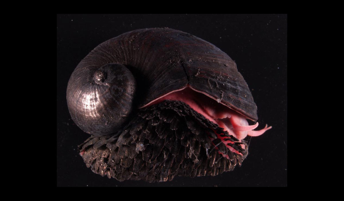 Chrysomallon squamiferum, polž