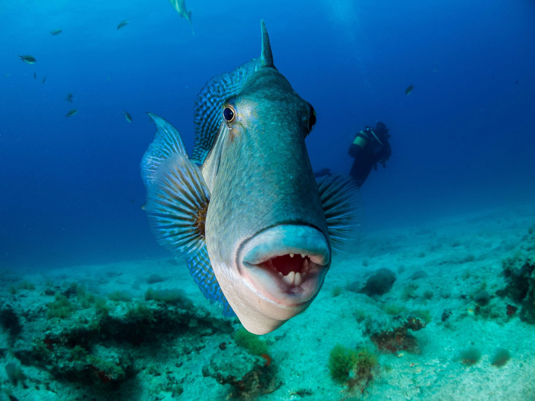 Balistes capriscus, Grey Triggerfish, riba