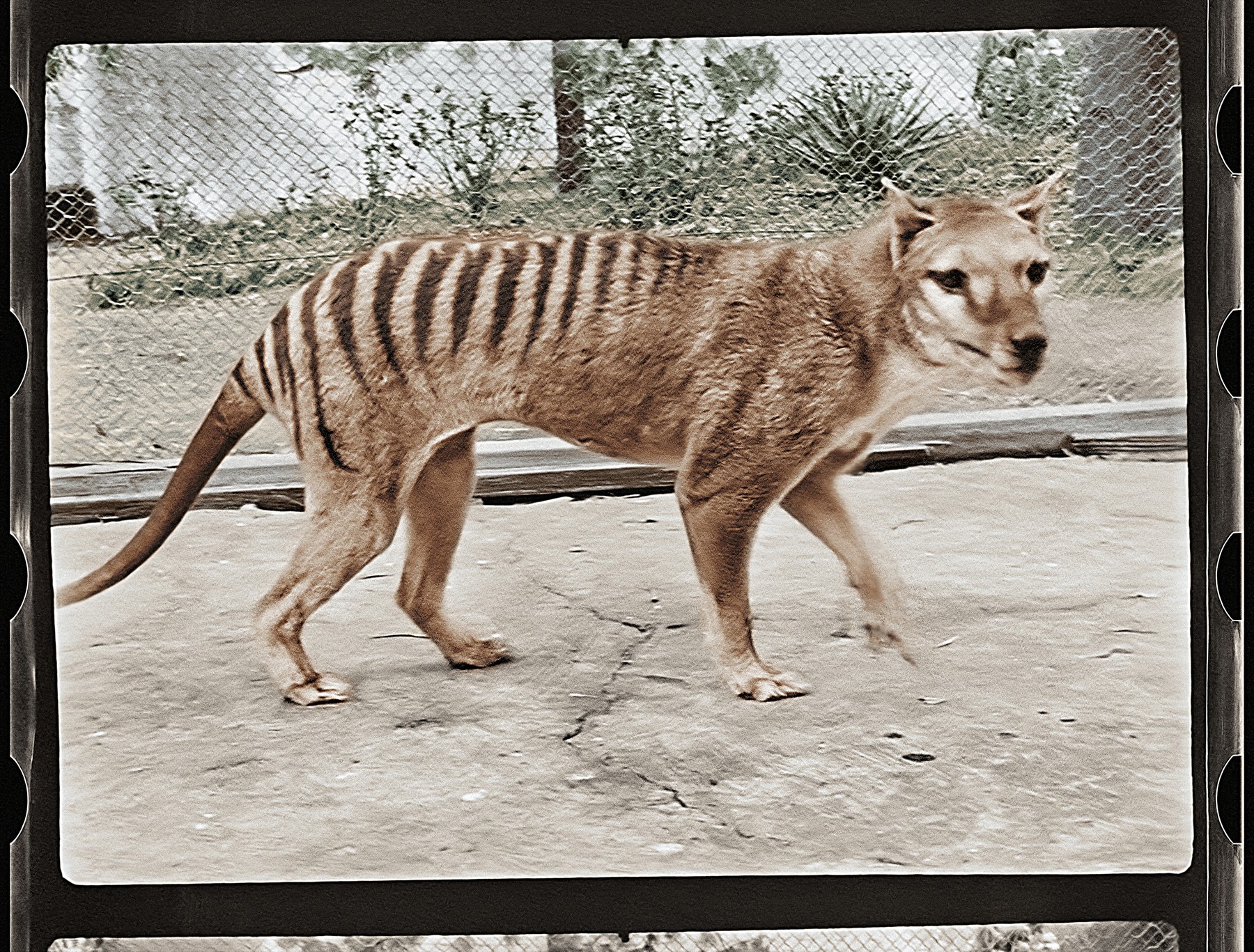 tasmanski tiger