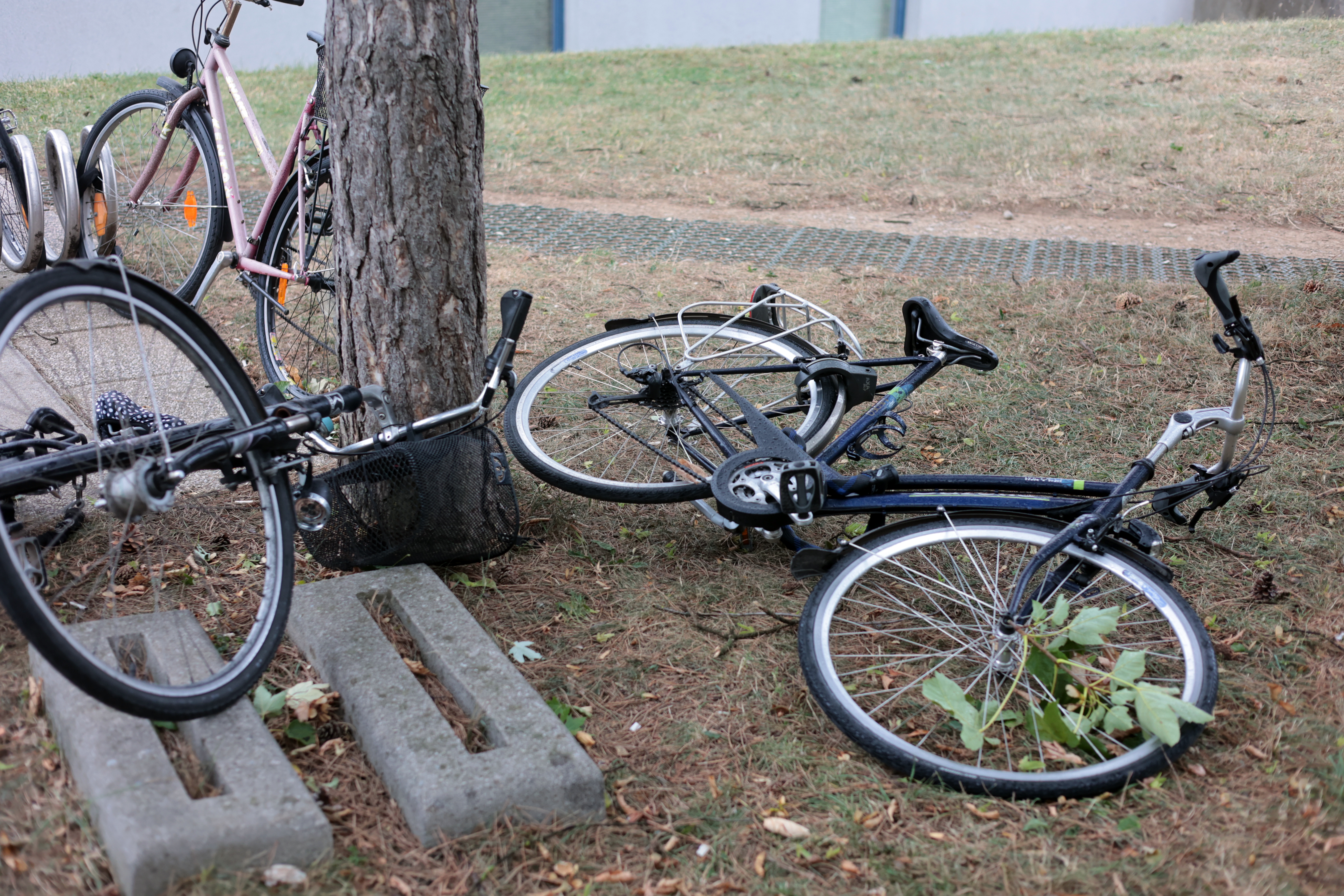 Borut Živulović/ BOBO