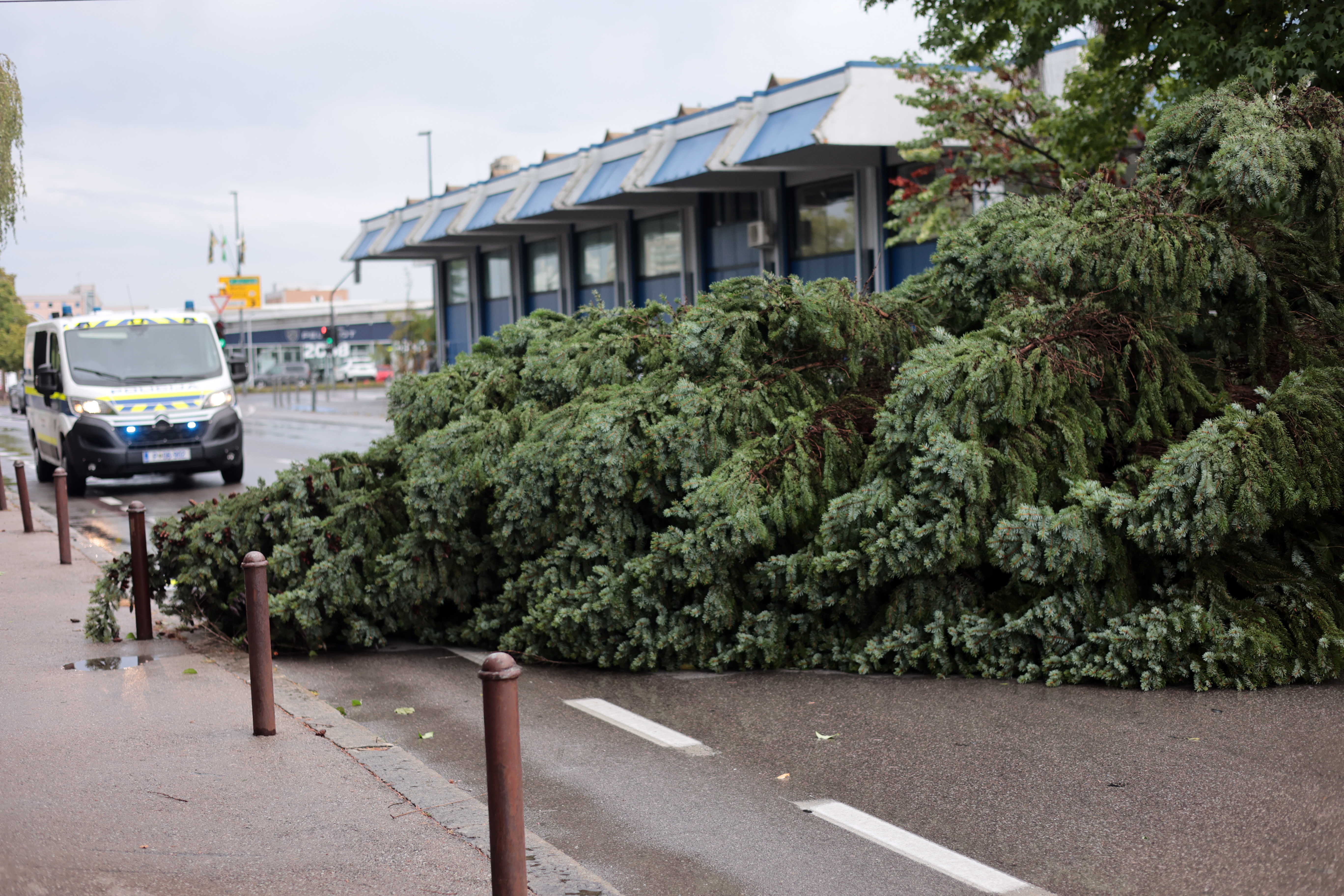 Borut Živulović/ BOBO