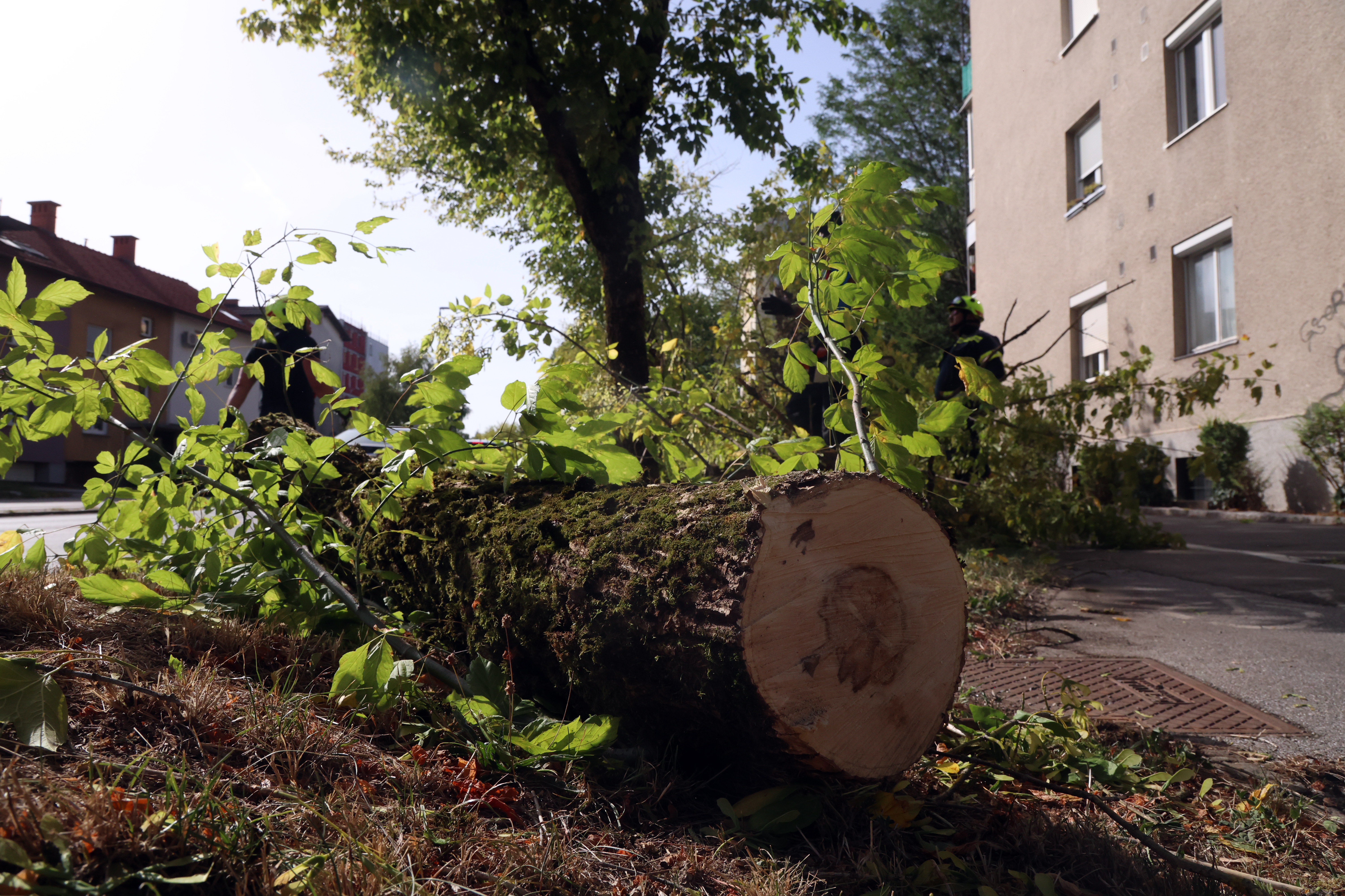 Borut Živulović/ BOBO