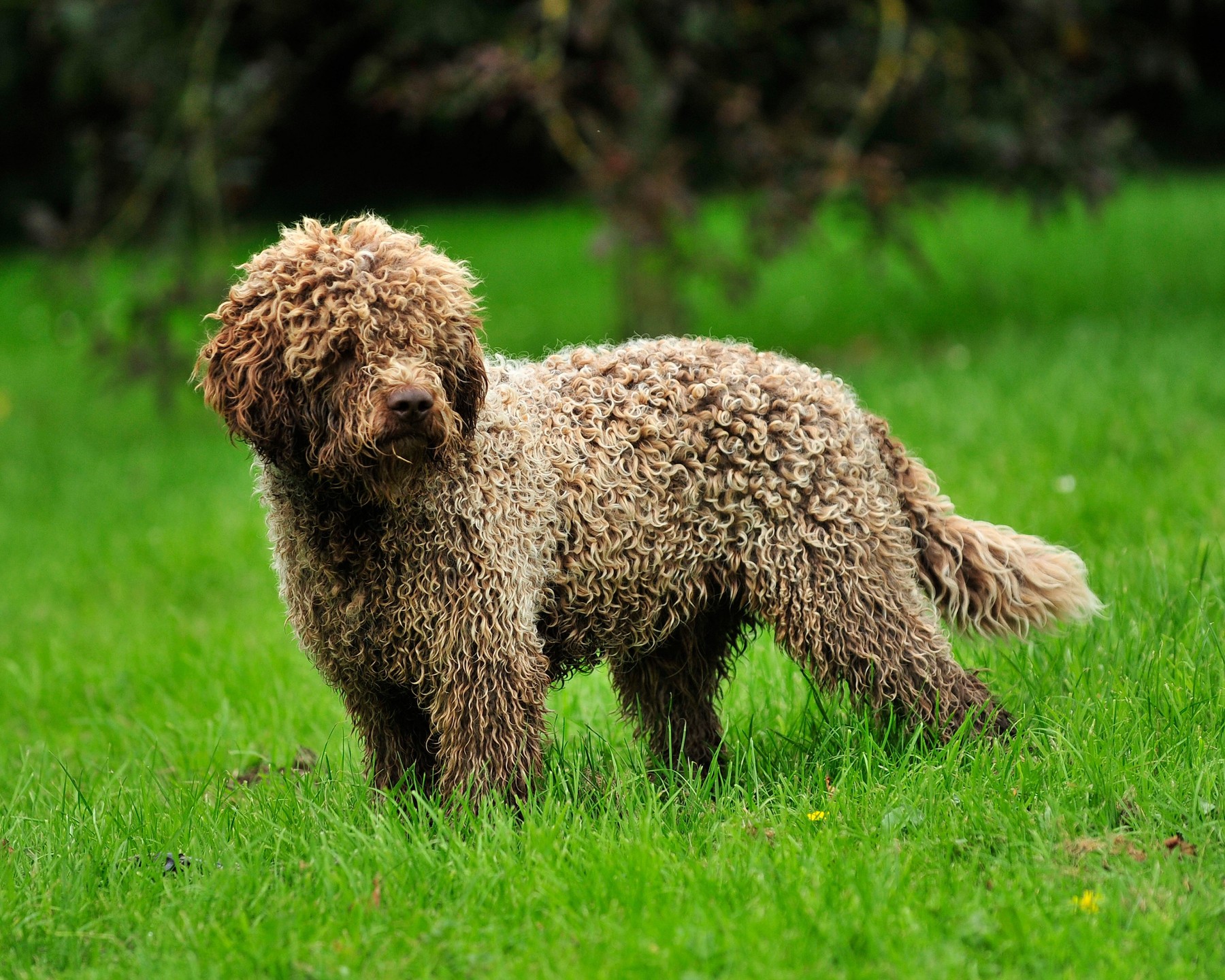 lagotto romagnolo, pes