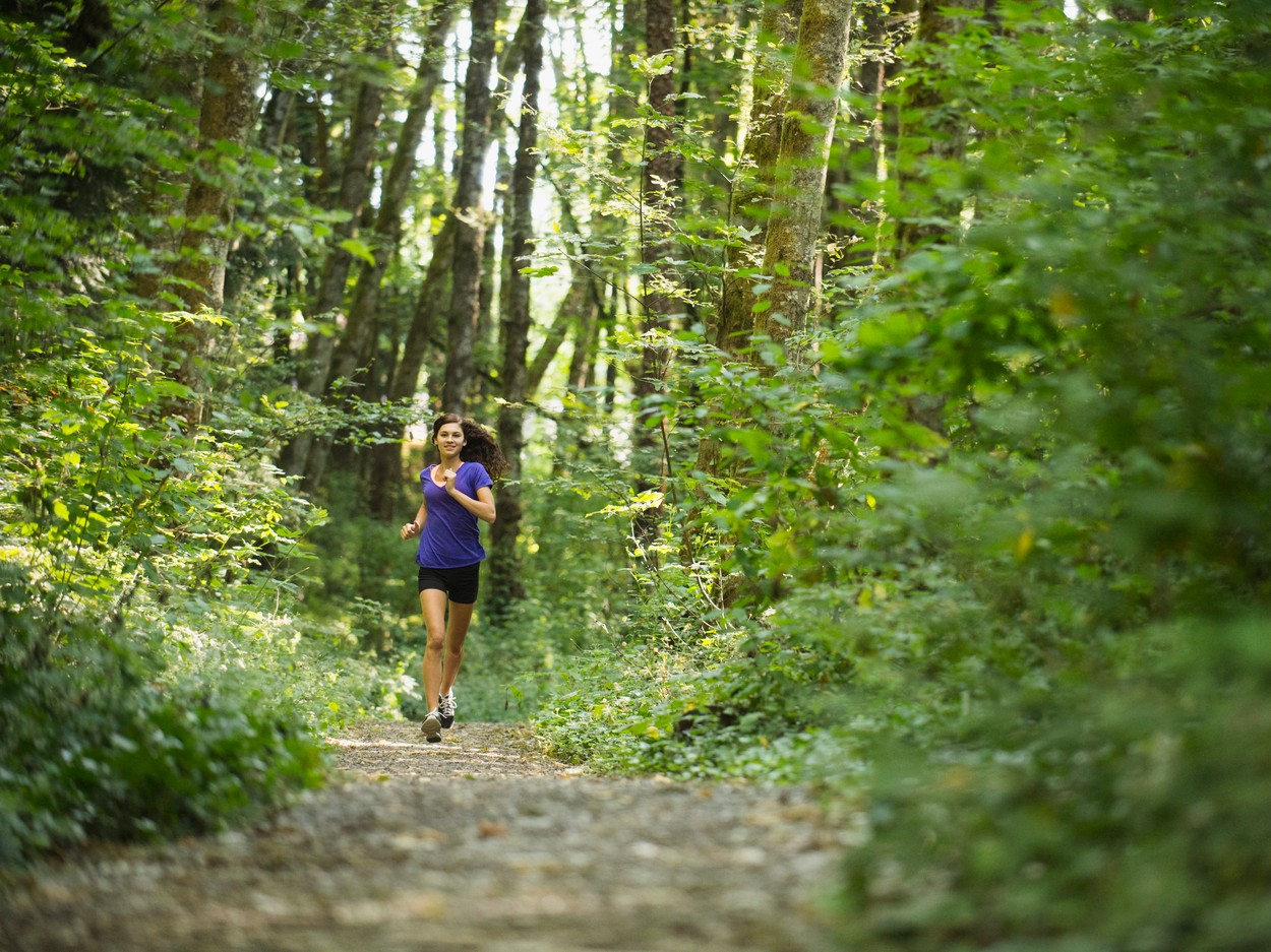 tek, tekačica, gozd