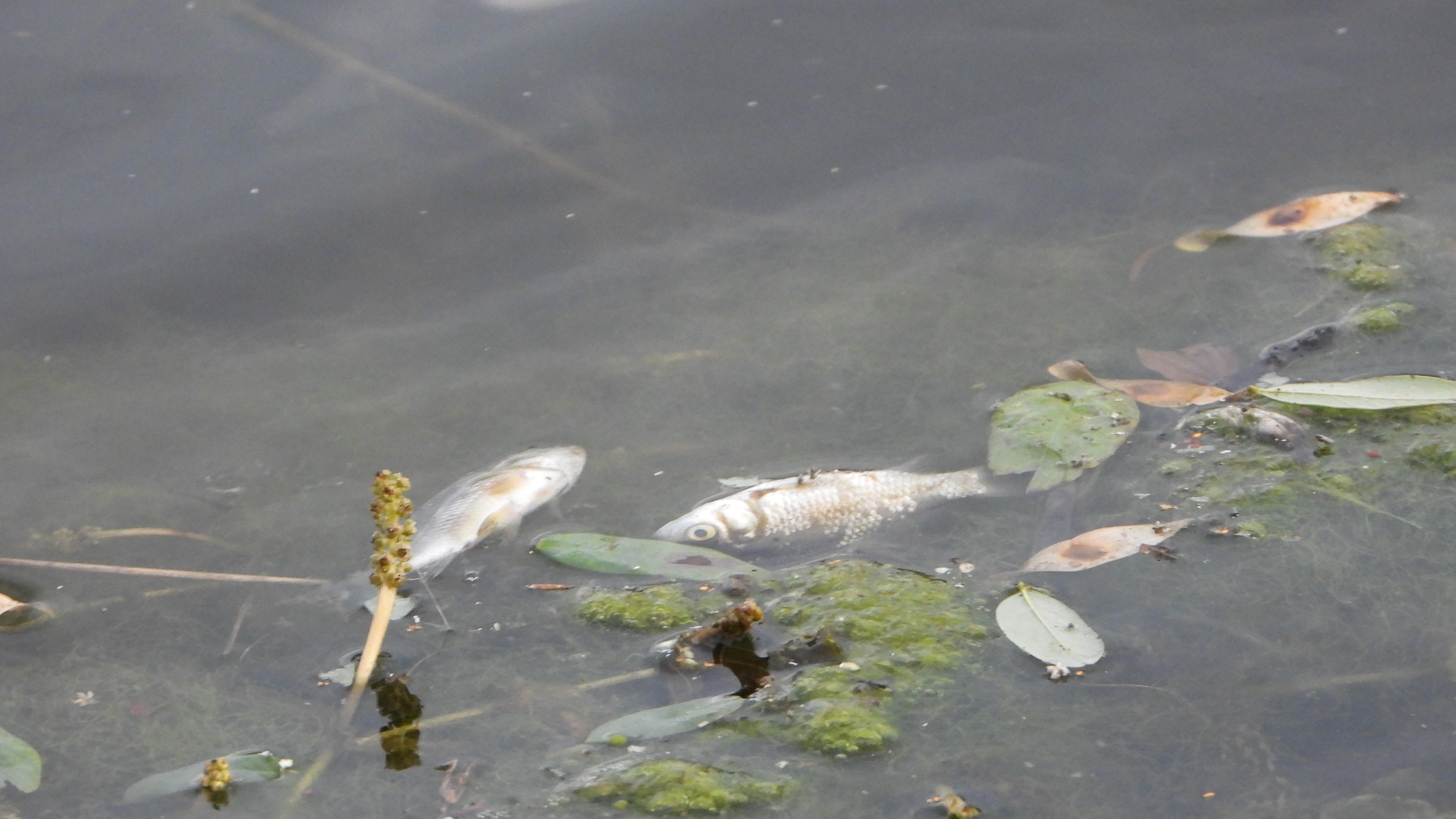 riba,kadavri,Sava,HRBR,2022_09_19 (7)