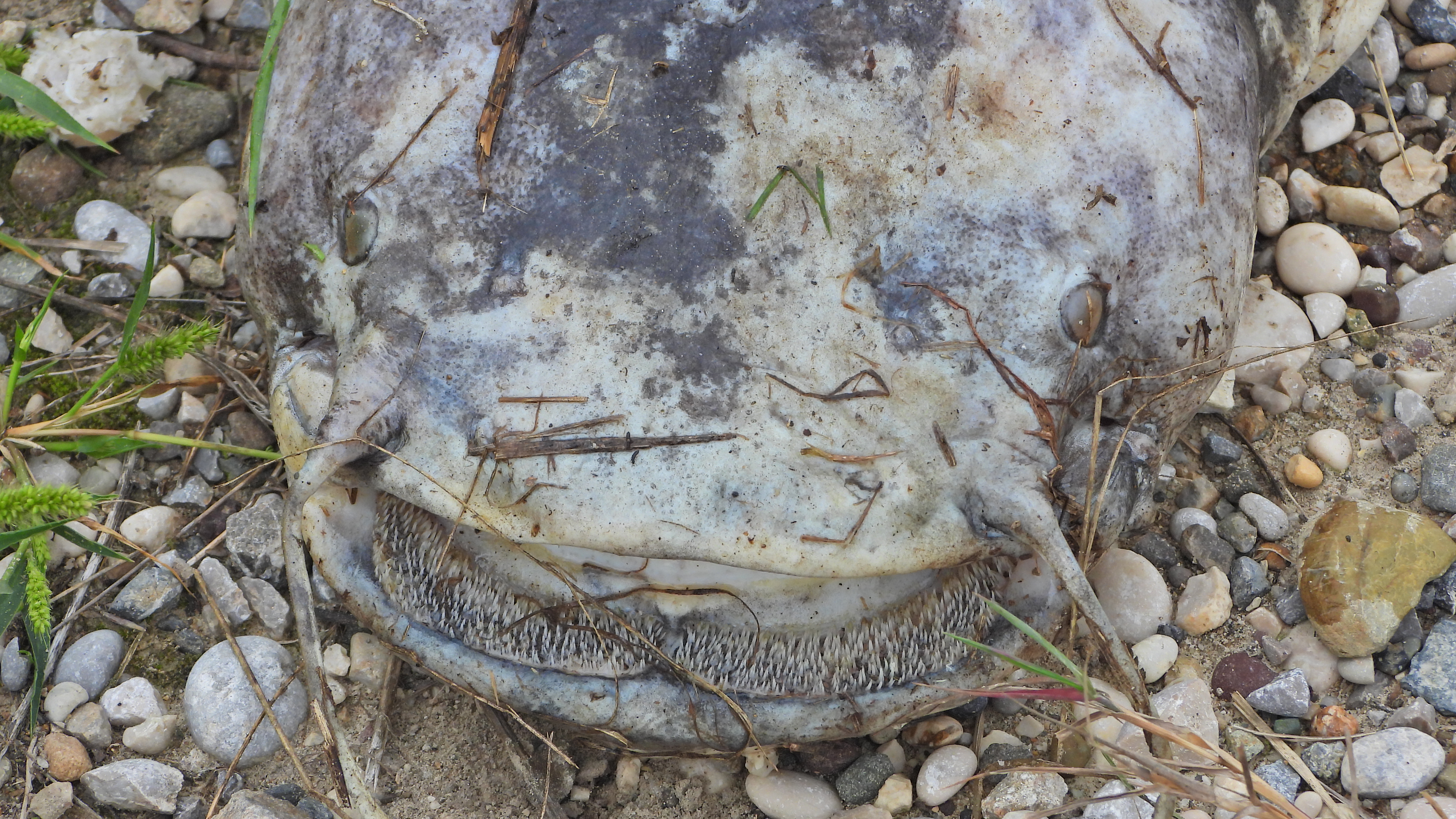 2022_08_25,Sava,nad NEK,riba som,kadavri (1)