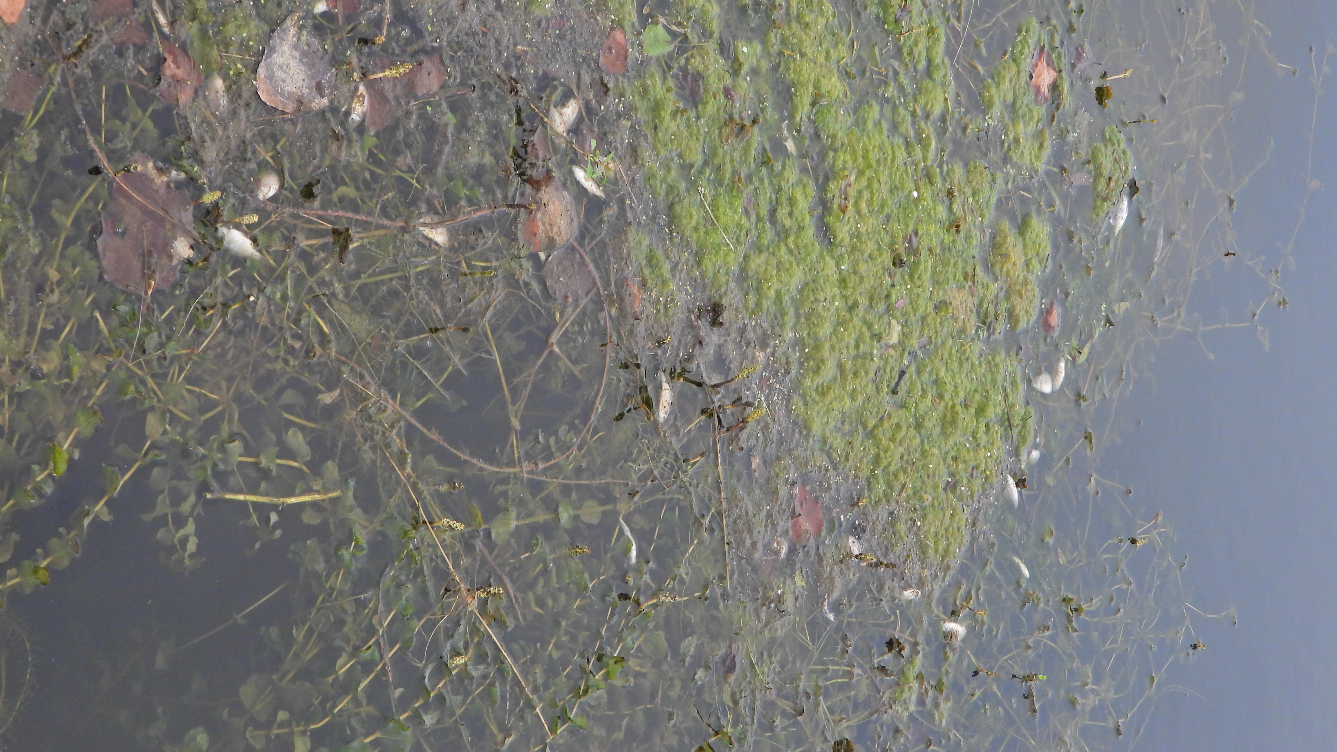 2022_08_25,Sava,nad NEK,riba som,kadavri (2)