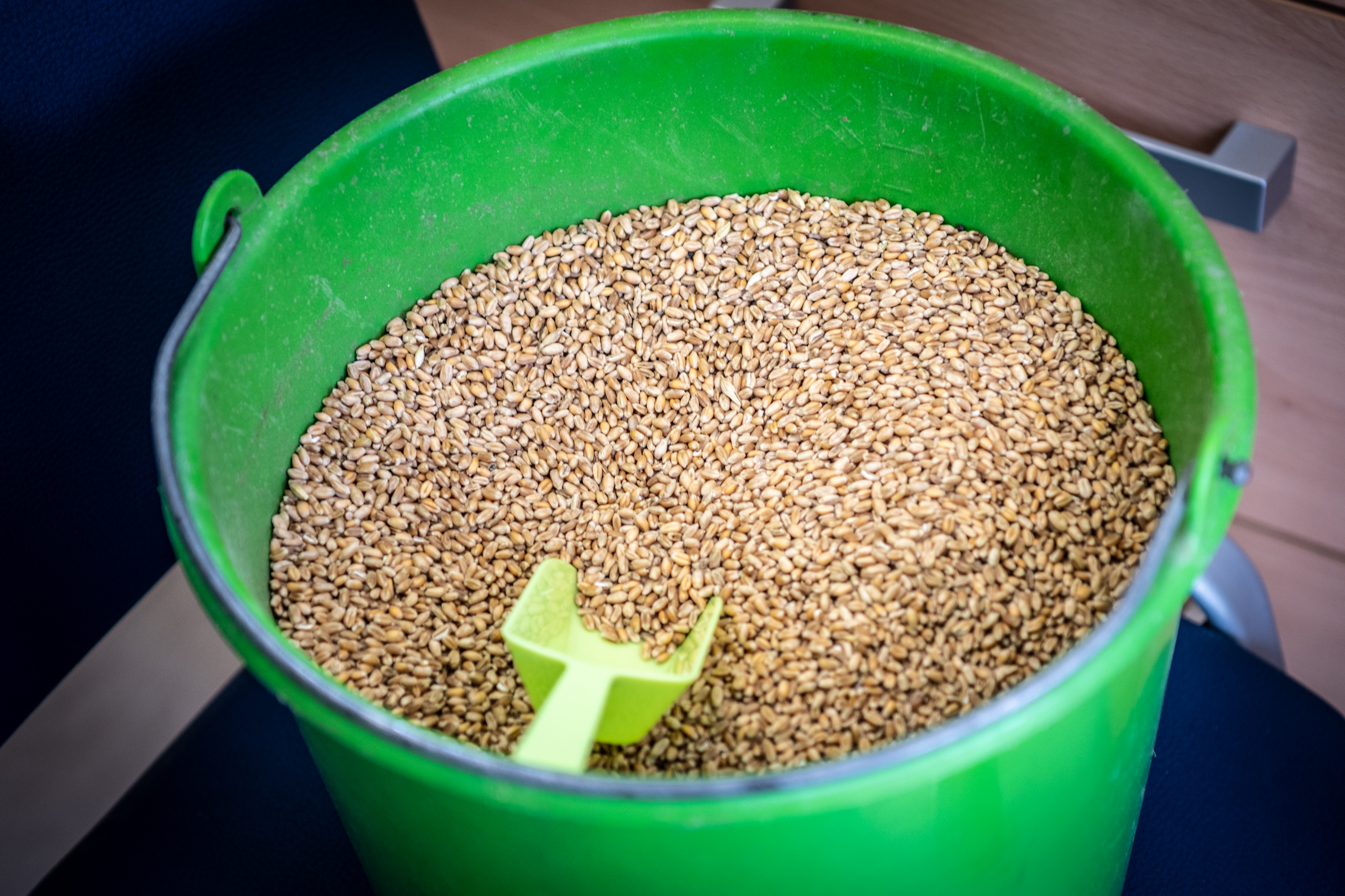 pšenica, zavod za blagovne rezerve, analiza vzorcev