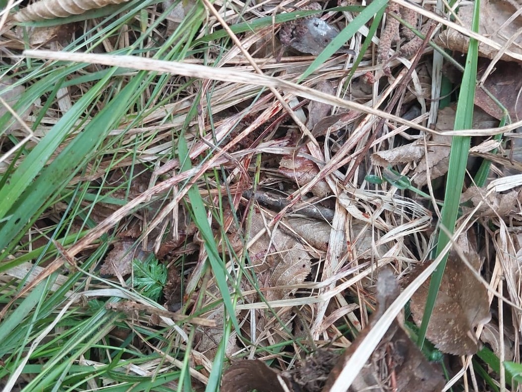 madež krvi, risinja neža