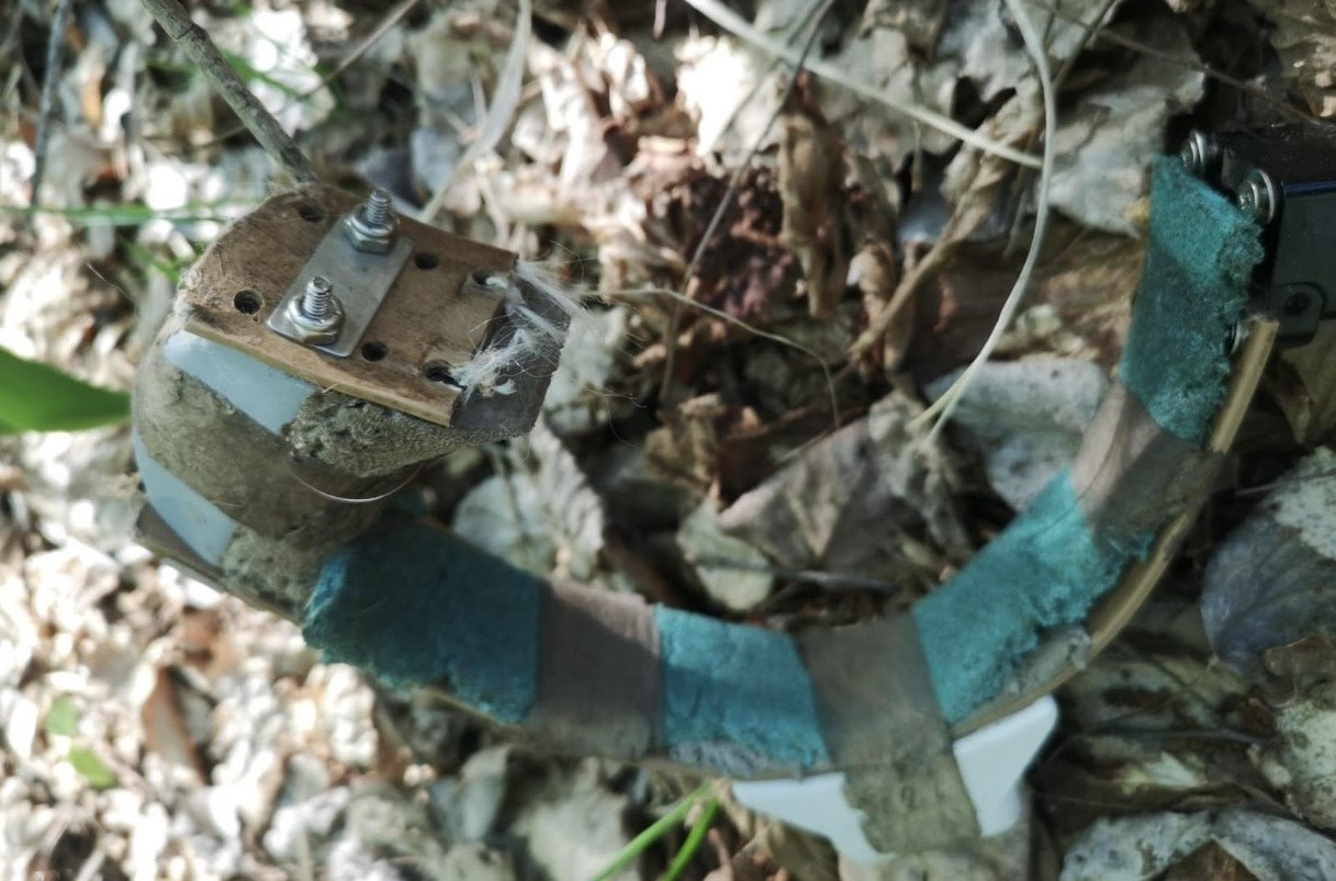 ovratnica, risinja neža