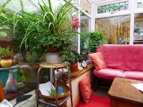 rastline, kavč, rastlinjak, rože