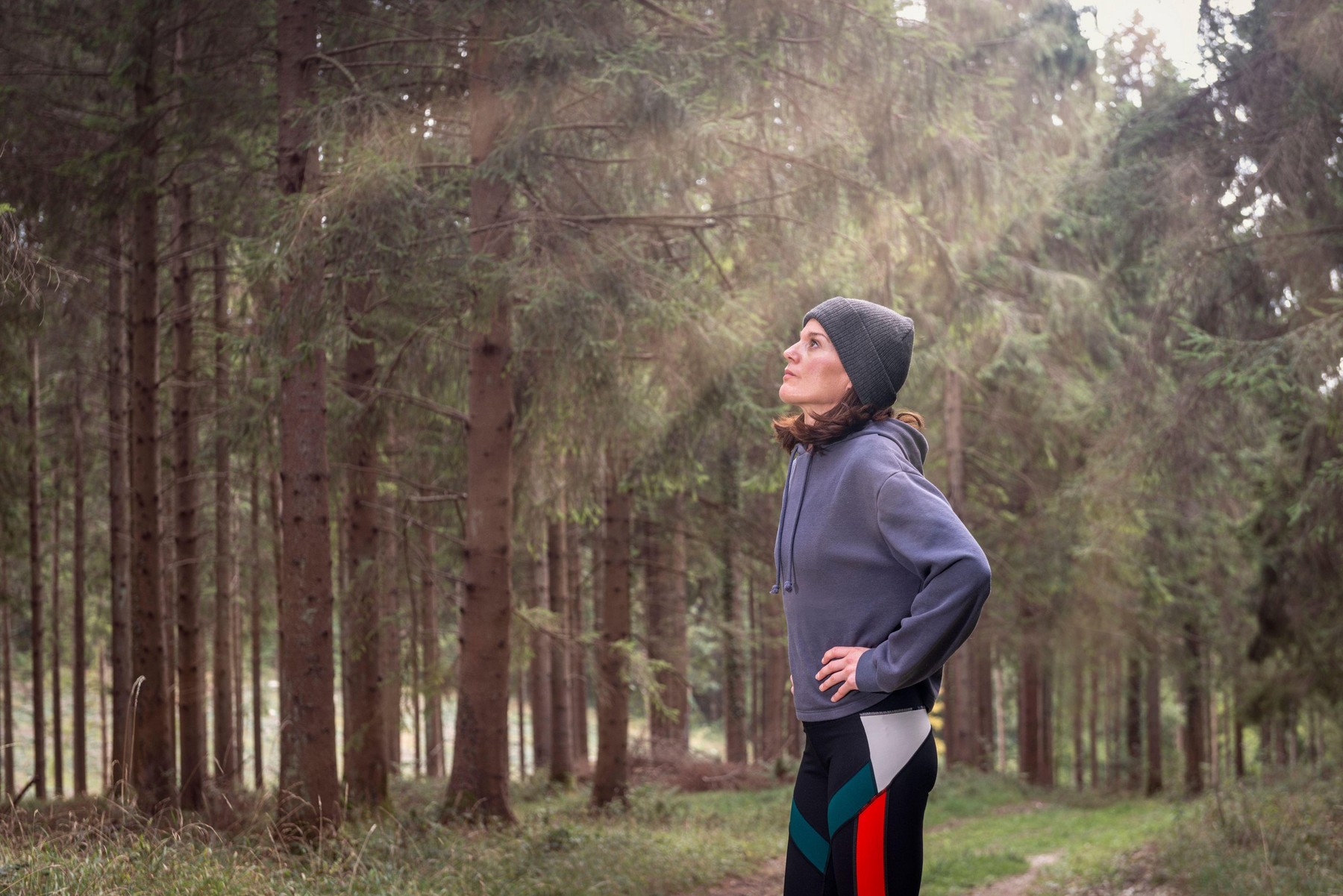 tek, tekačica, gozd