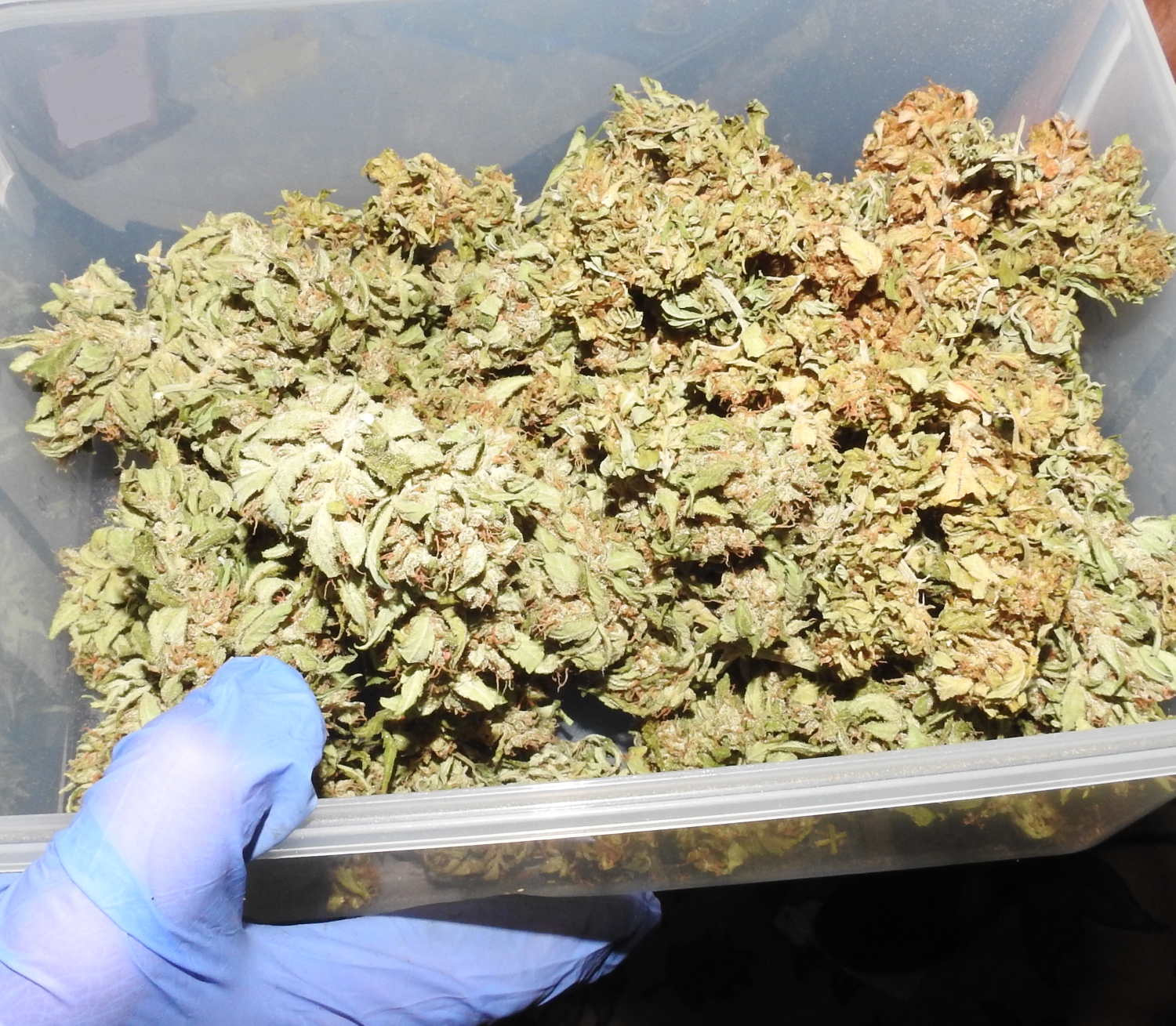 konoplja prepovedane droge