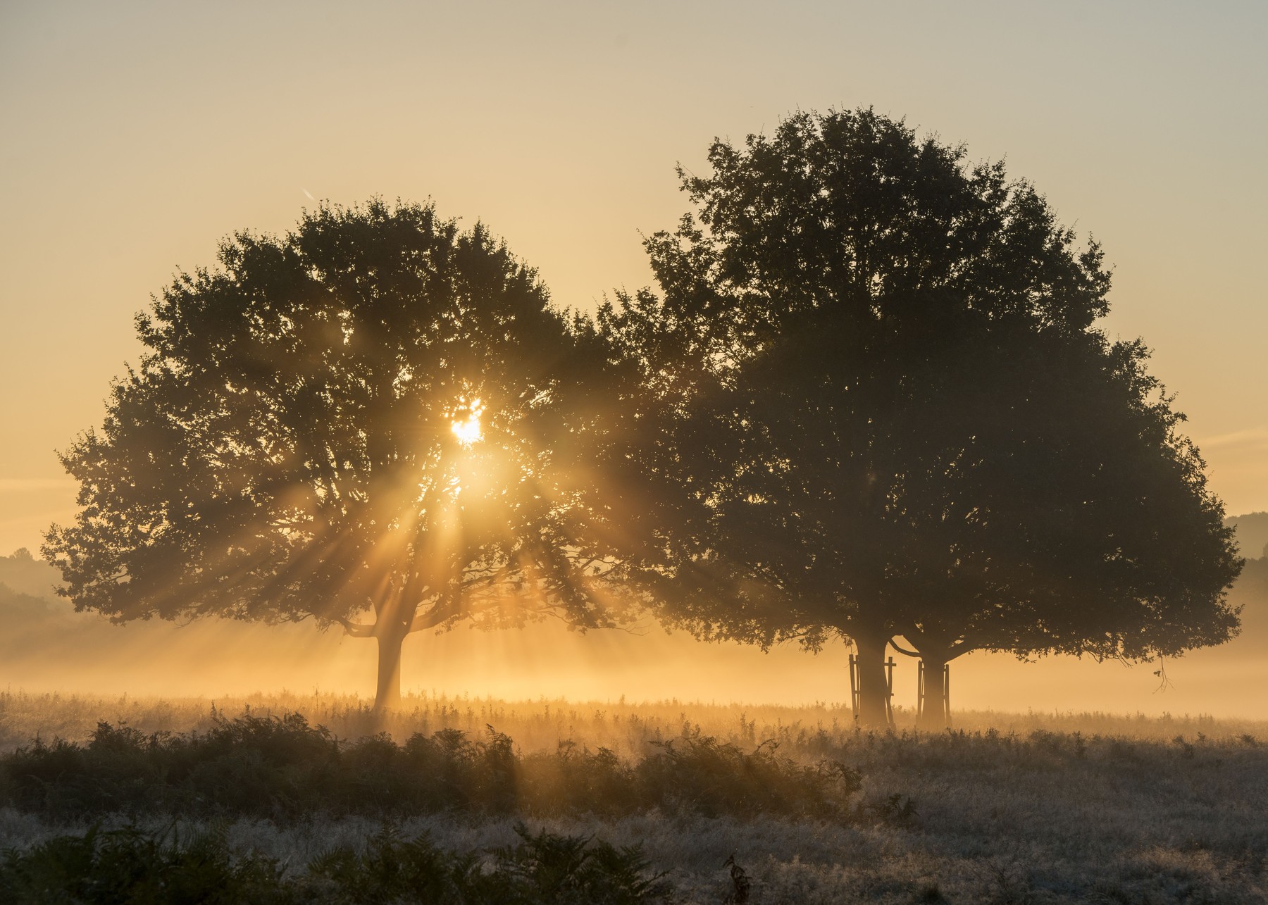 Mraz, vreme, sonce, jutro